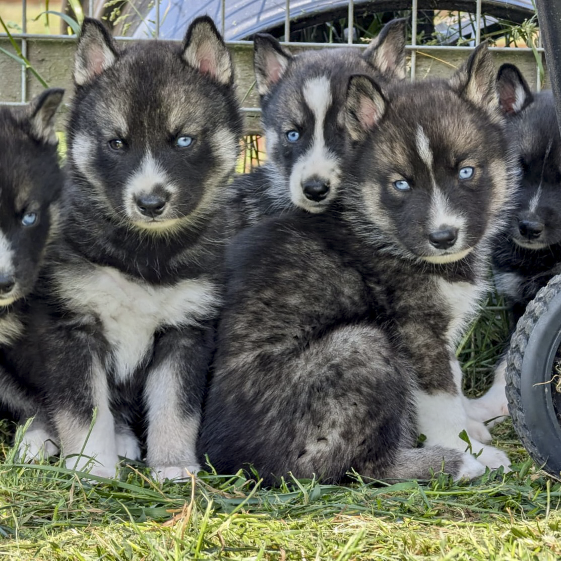 Group of Siberian Husky puppies with black, white, and gray fur, and striking blue eyes, sitting on grass outdoors.
