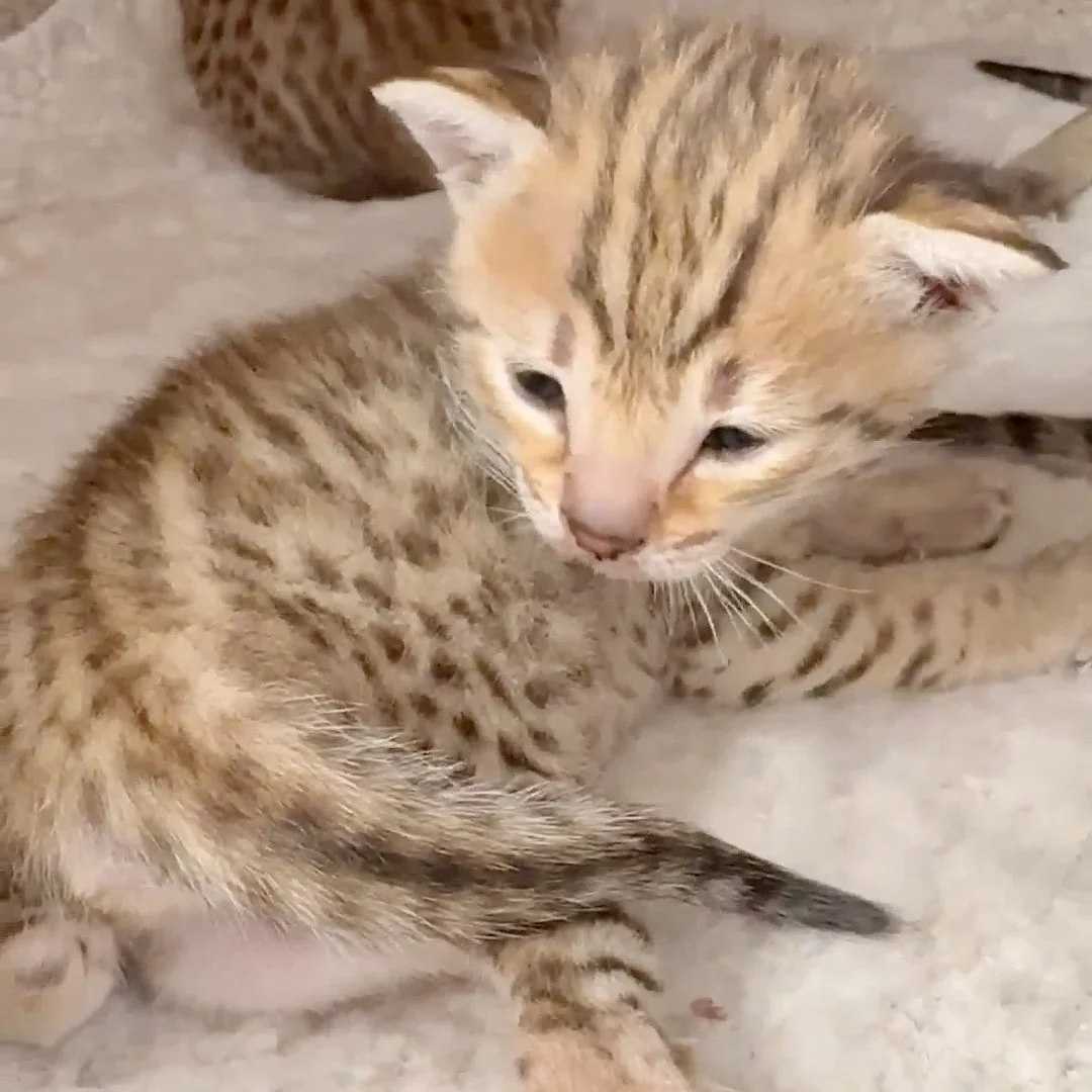 Two young kittens with striped fur, one larger and one smaller, sitting on a light-colored surface.