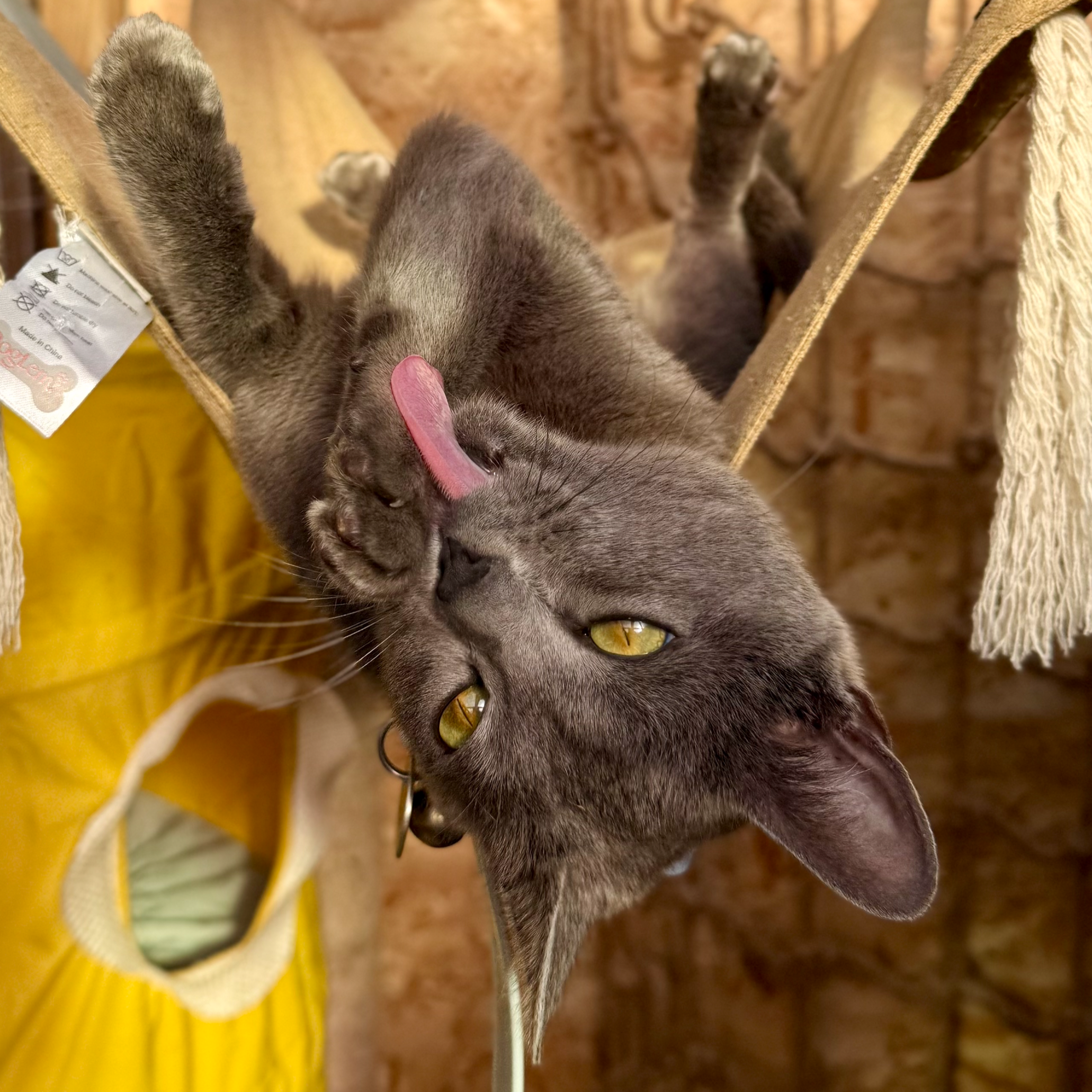 Close-up of a gray Bengal cat with green eyes lying on its back on a yellow cloth, with a person's hand petting its stomach and a yellow leash nearby.