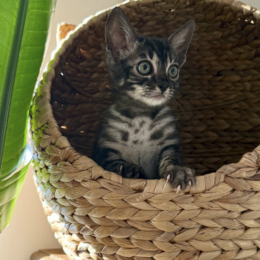 A young tabby kitten with black and gray striped fur sitting inside a woven basket, looking curiously to the side near a green plant.
