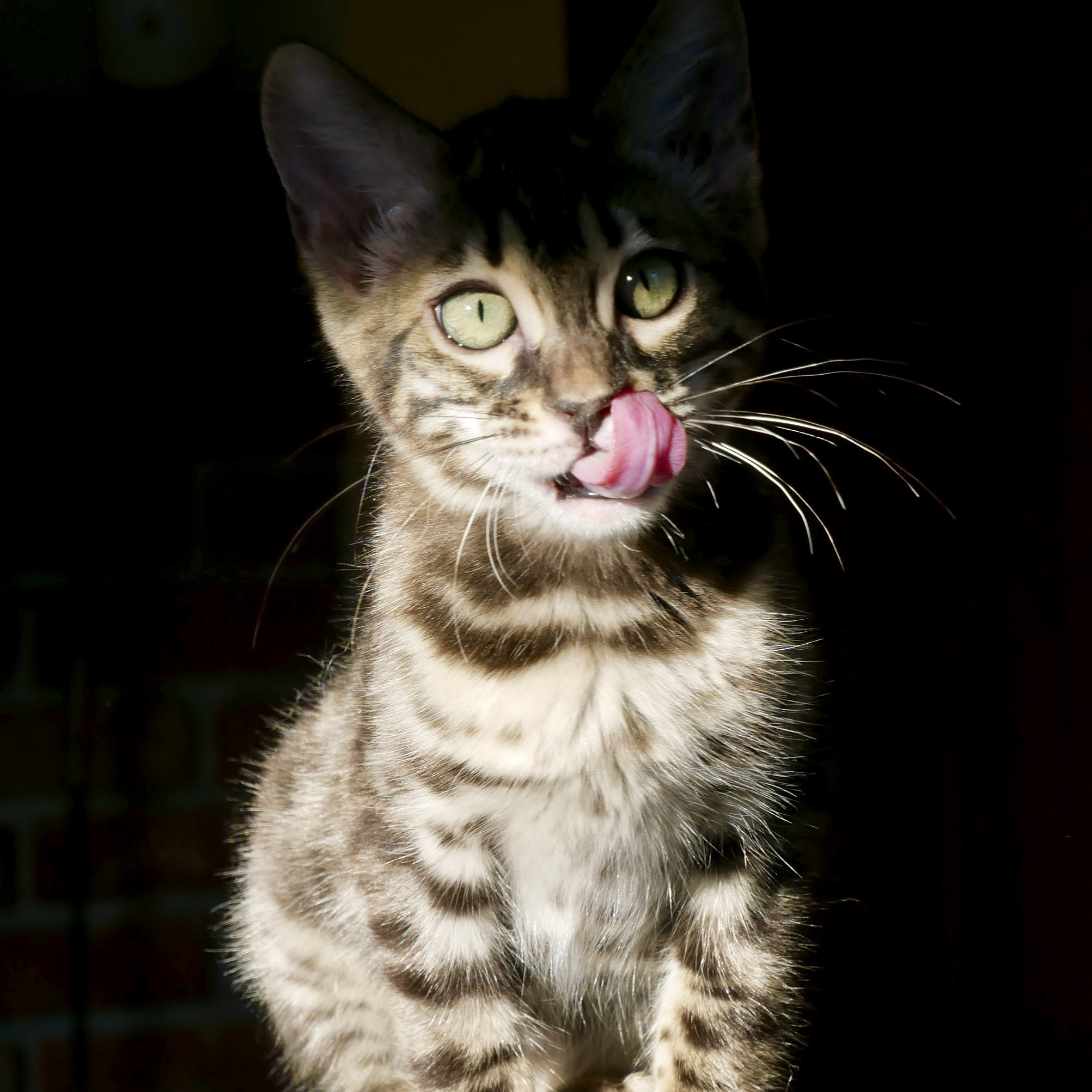 Close-up of a tabby Bengal kitten with yellow-green eyes licking its nose, against a black background.