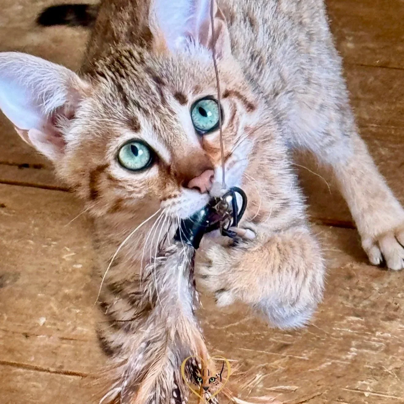 A young orange tabby kitten with blue eyes playing with a mouse toy on a wooden floor.