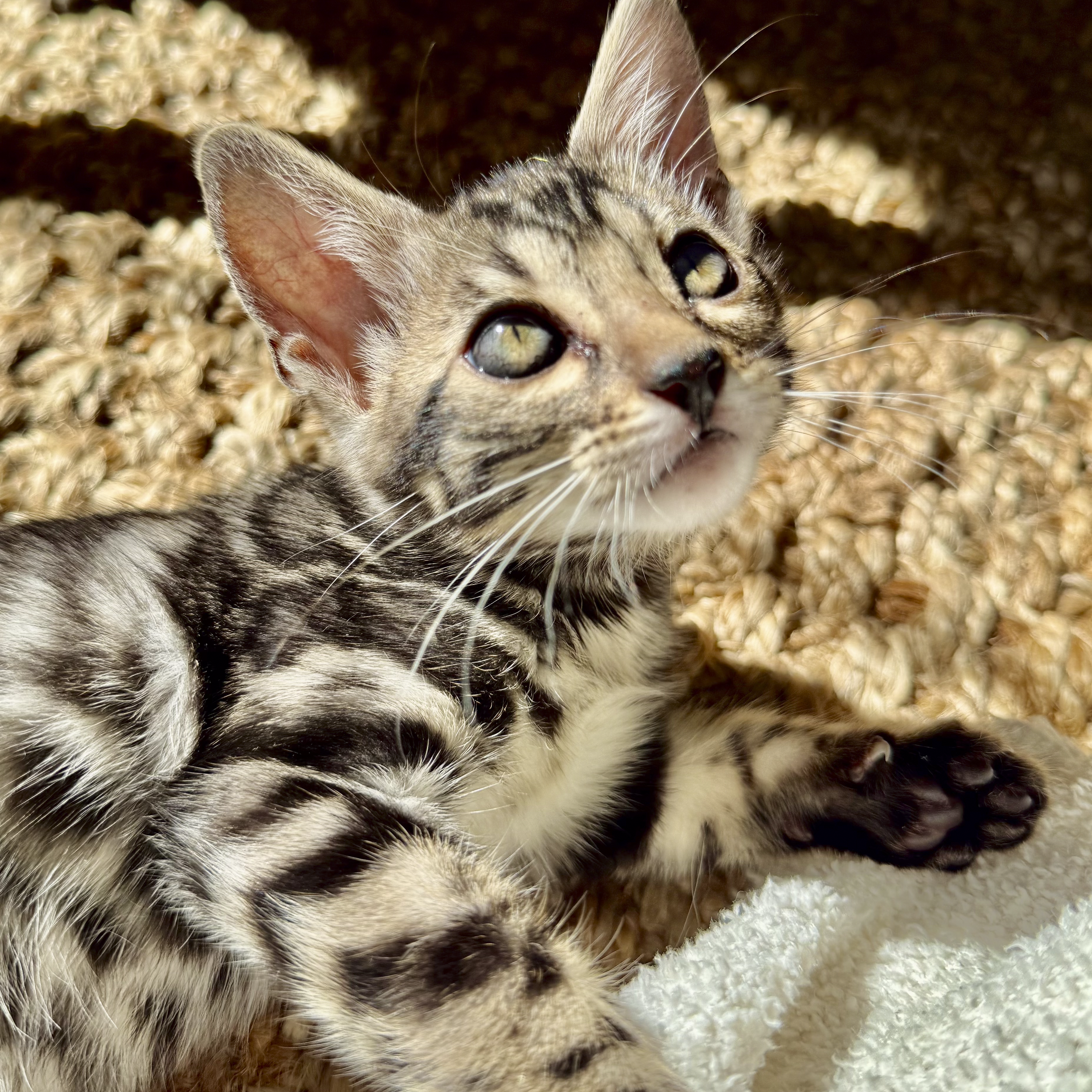 Close-up of a tabby kitten lying on a textured beige carpet, showing its face, ears, and part of its body.