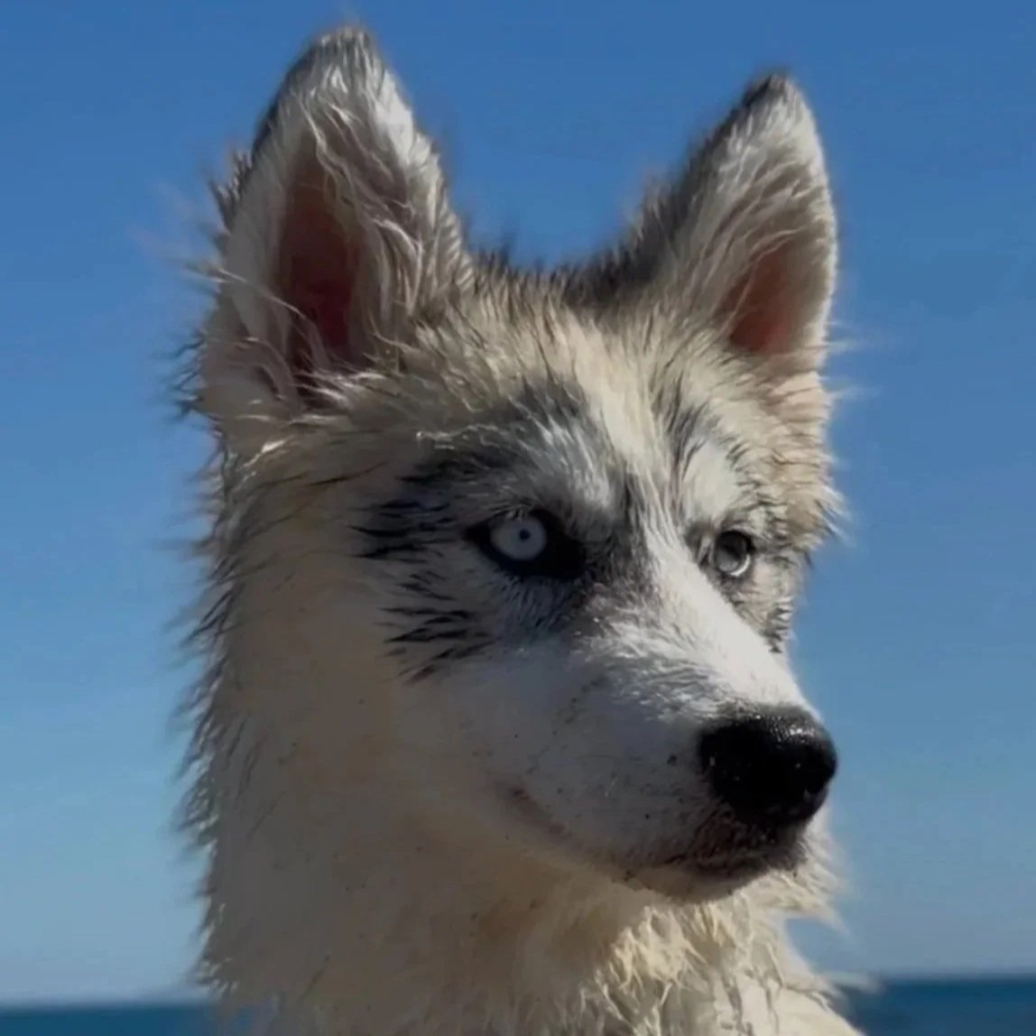 Close-up of a Siberian Husky puppy with blue eyes, wet fur, and erect ears against a clear blue sky.