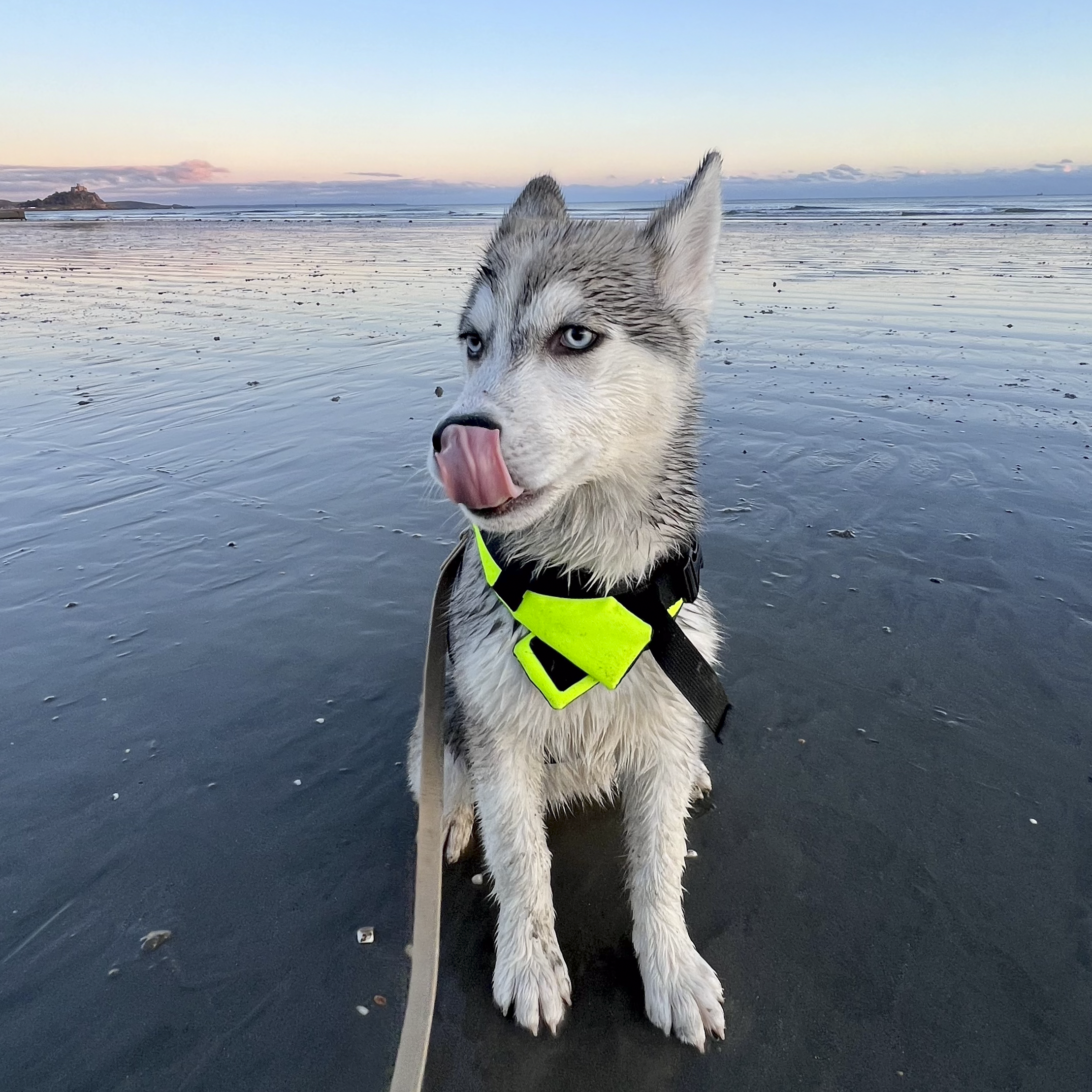 A Siberian husky with blue eyes sticking out its tongue, wearing a bright yellow harness, standing on a wet sandy beach with the ocean and sky in the background during dusk.