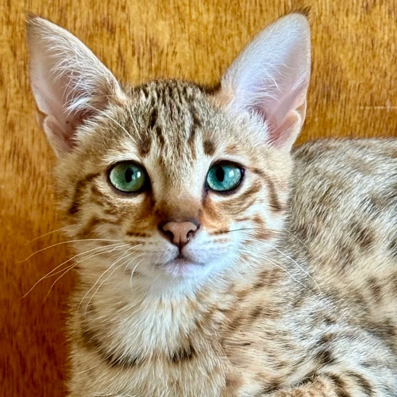 Close-up of a young tabby cat with striking green and blue eyes, sitting against a wooden background.