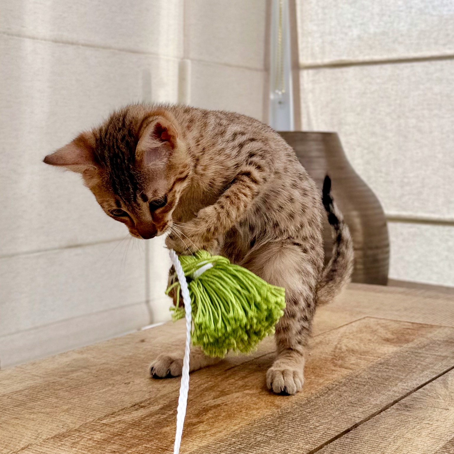 A tabby cat playing with a green and white string toy on a wooden floor, with a wall and a decorative vase in the background.