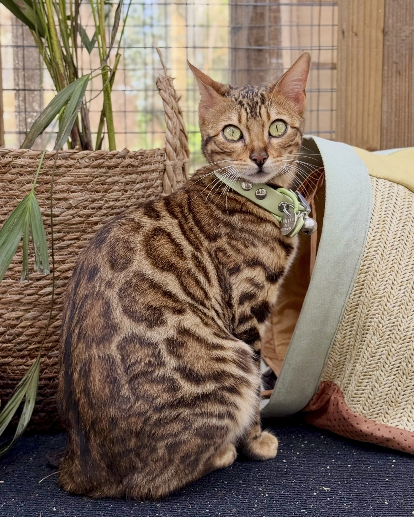 A brown Bengal tabby cat with green eyes sitting on a black surface indoors. The cat wears a green collar with a bell and is near a wicker basket and a yellow blanket with a gray edge. There are plants and a wire enclosure in the background.