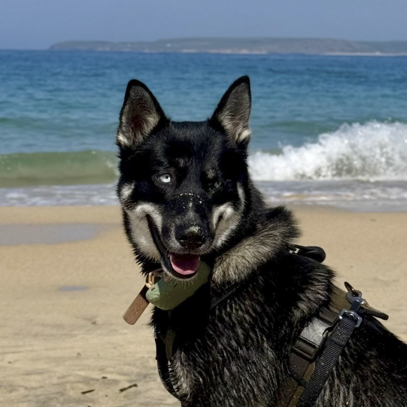 A happy black and gray Siberian Husky puppy with blue eyes on a sandy beach near the ocean, wearing a harness and looking at the camera.
