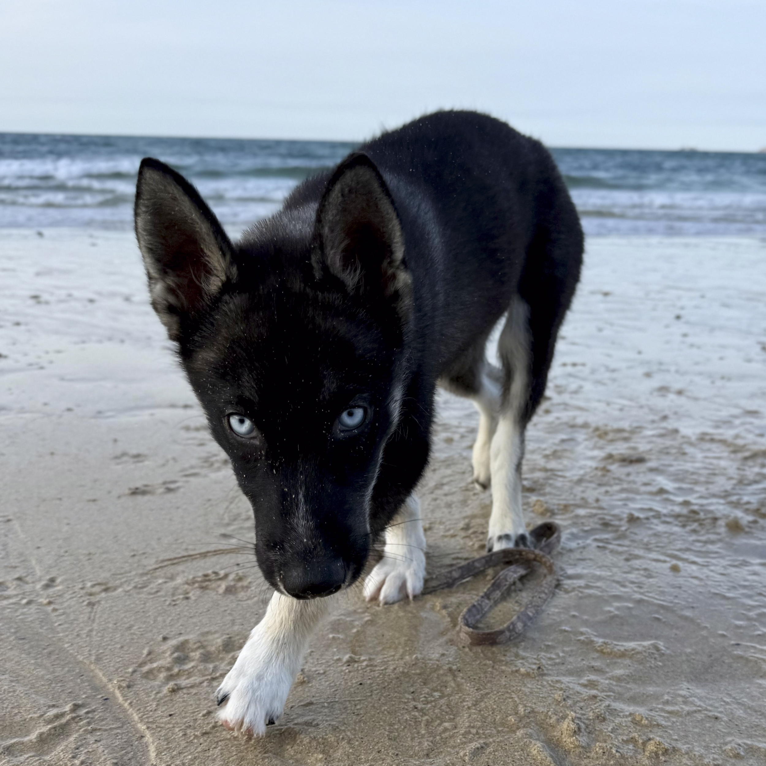 Close-up of a black and white dog with striking blue eyes on a sandy beach with ocean waves in the background.