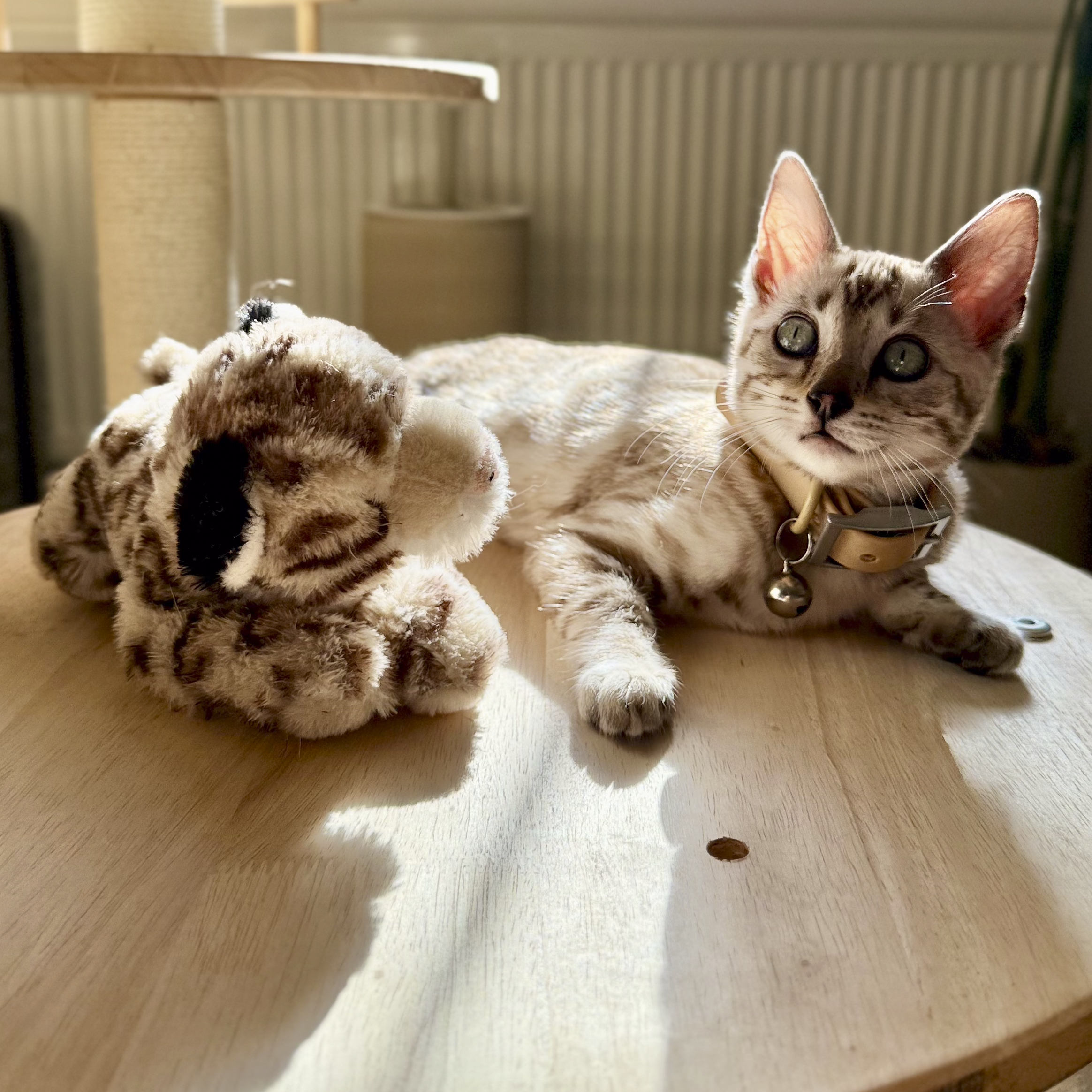 A domestic short-haired cat with tabby markings and green eyes lying on a wooden surface, next to a stuffed animal, with a window and radiator visible in the background.