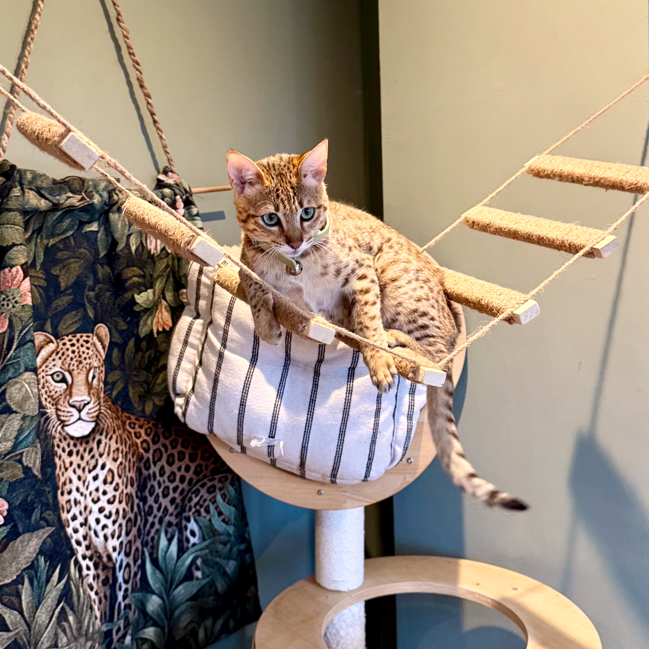 A young, orange tabby cat with blue eyes and a collar, sitting on a beige, rounded cat tree with posts and a platform. There is a patterned blanket or cloth draped on the side and a pastel green wall in the background.