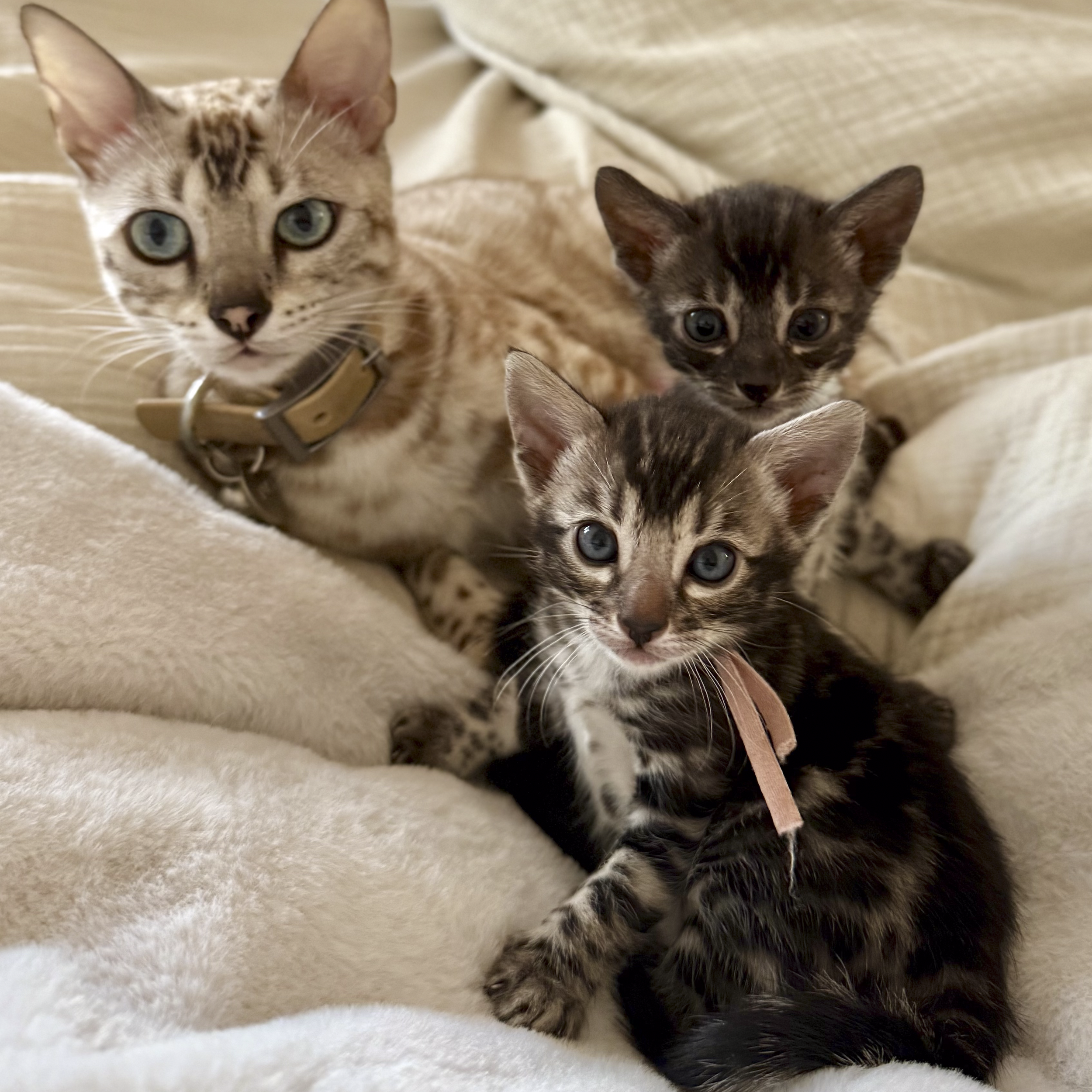 Close-up of three kittens lying on a beige blanket. The largest kitten has light brown fur with dark spots and green eyes, wearing a beige collar. The second kitten, in the middle, has dark fur with a tabby pattern and large blue eyes. The third kitten, partly visible, has light brown fur with darker markings.