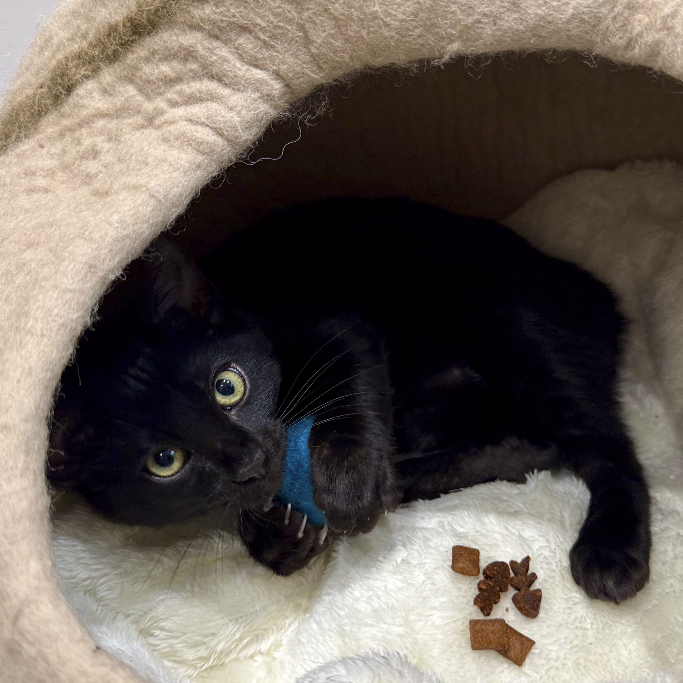 Black kitten with yellow eyes, hidden inside a beige plush blanket, with a few pieces of dry cat food on a white fuzzy surface.