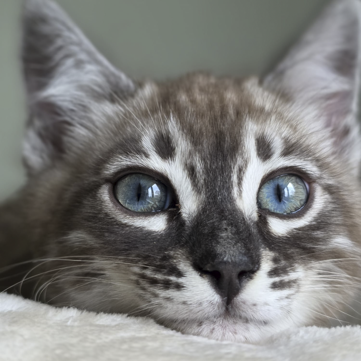Close-up of a gray and white striped cat with blue eyes, resting on a soft surface.