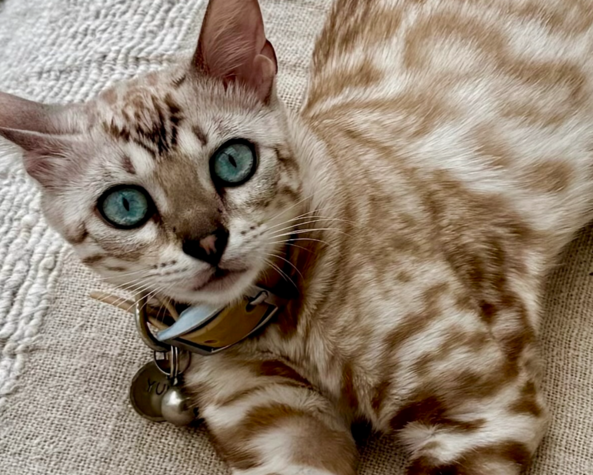 Close-up of a beige tabby cat with striking blue eyes lying on a couch.