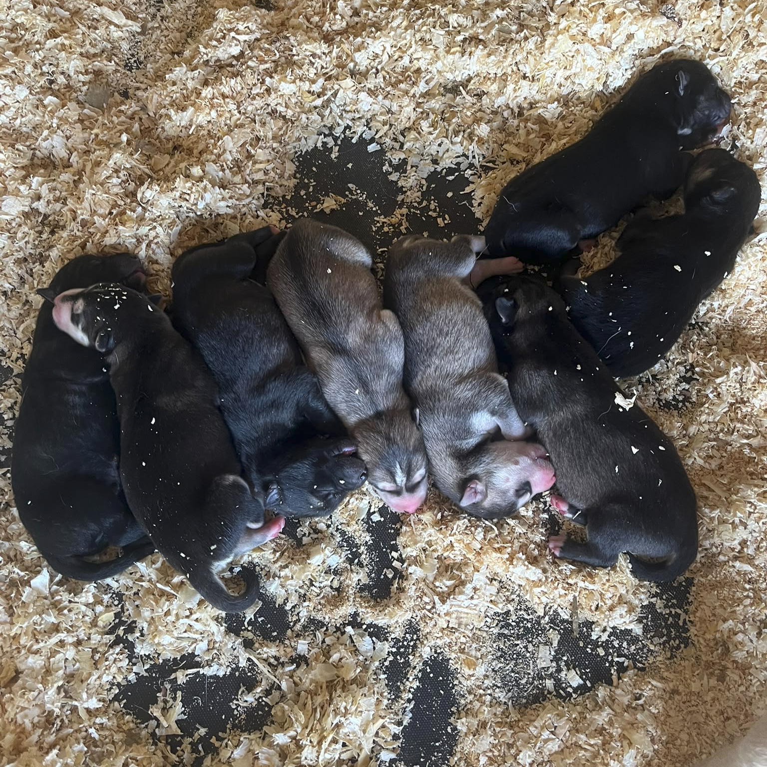Nine newborn puppies lying on wood shavings bedding, some sleeping and some with closed eyes, in a pen with black lining.