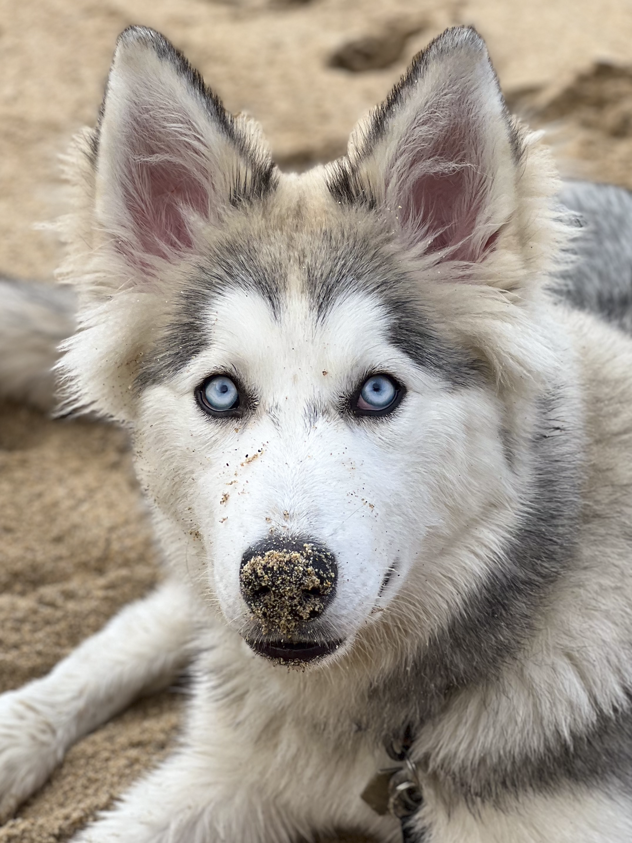Close-up of a young husky with striking blue eyes lying on sandy ground, with sand on its nose and fur.