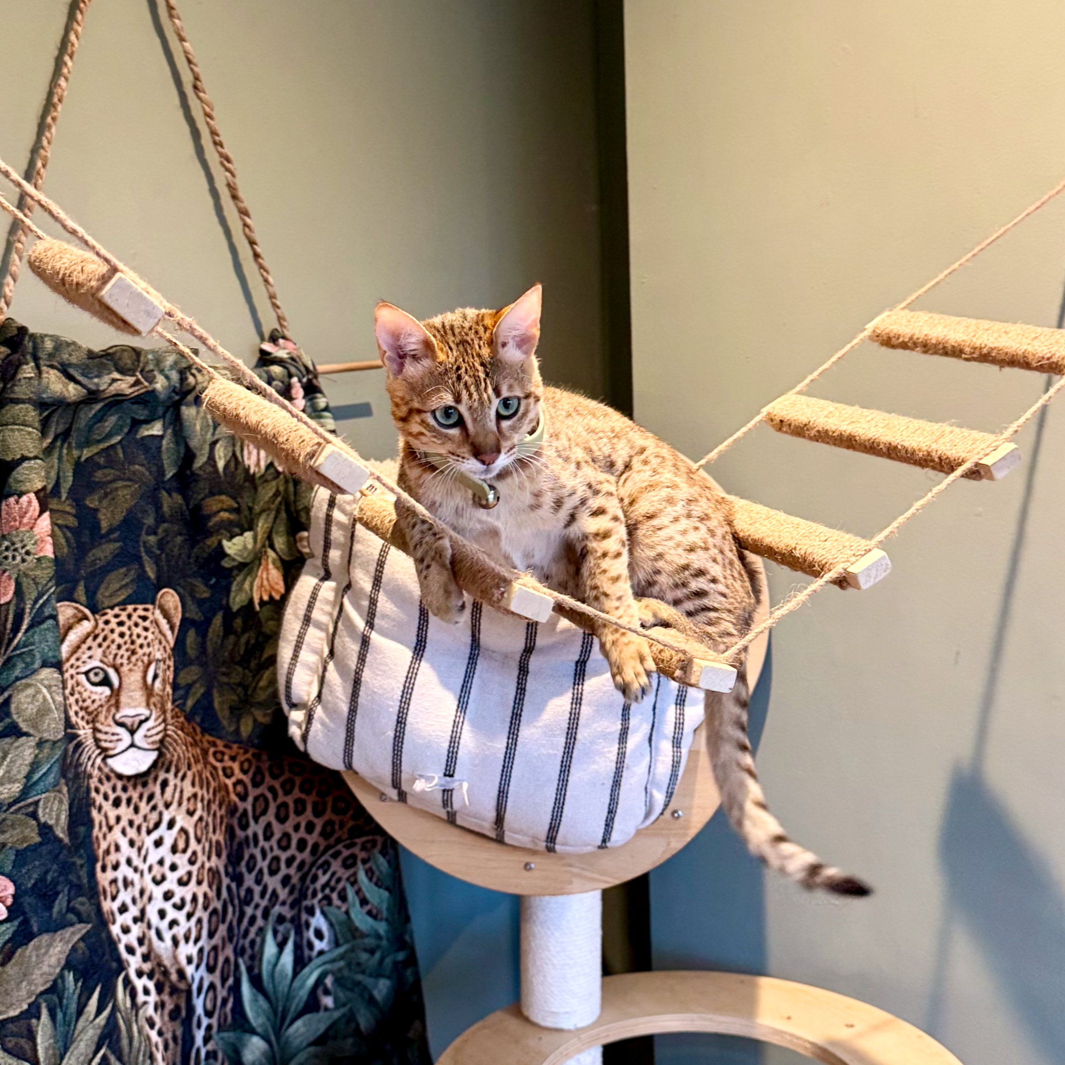 A young savannah cat with orange and black spots lying on a beige cat tree with scratching posts, next to a colorful leopard print blanket.