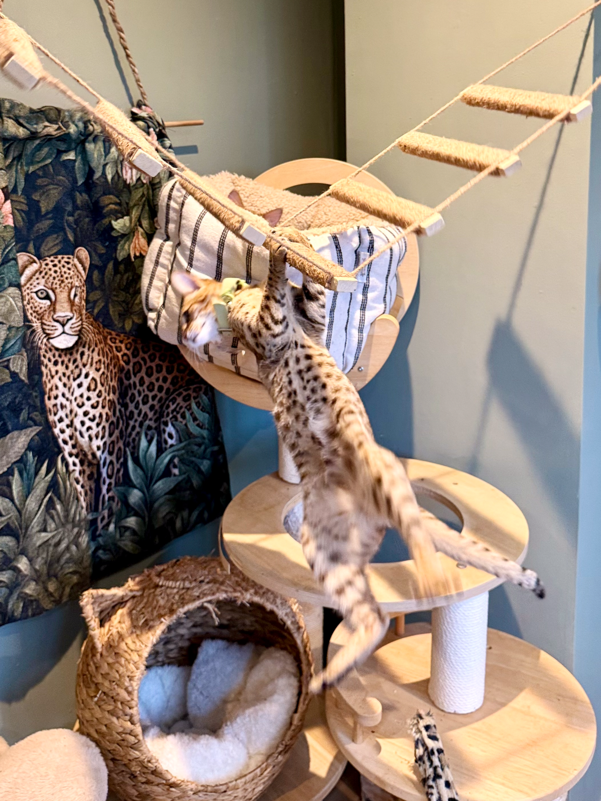 Two cheetahs playing and climbing on a multi-level wooden cat tree near a patterned fabric with leopard print. One cheetah is hanging onto the structural posts, and part of a third cheetah is visible at the bottom edge of the image.