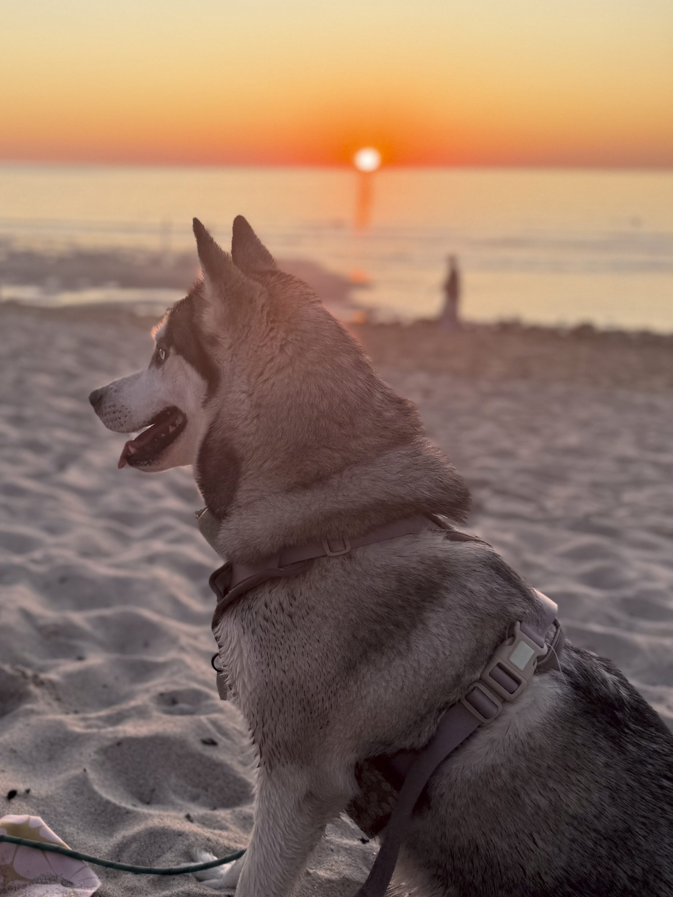 Husky dog sitting on the beach during a sunset.