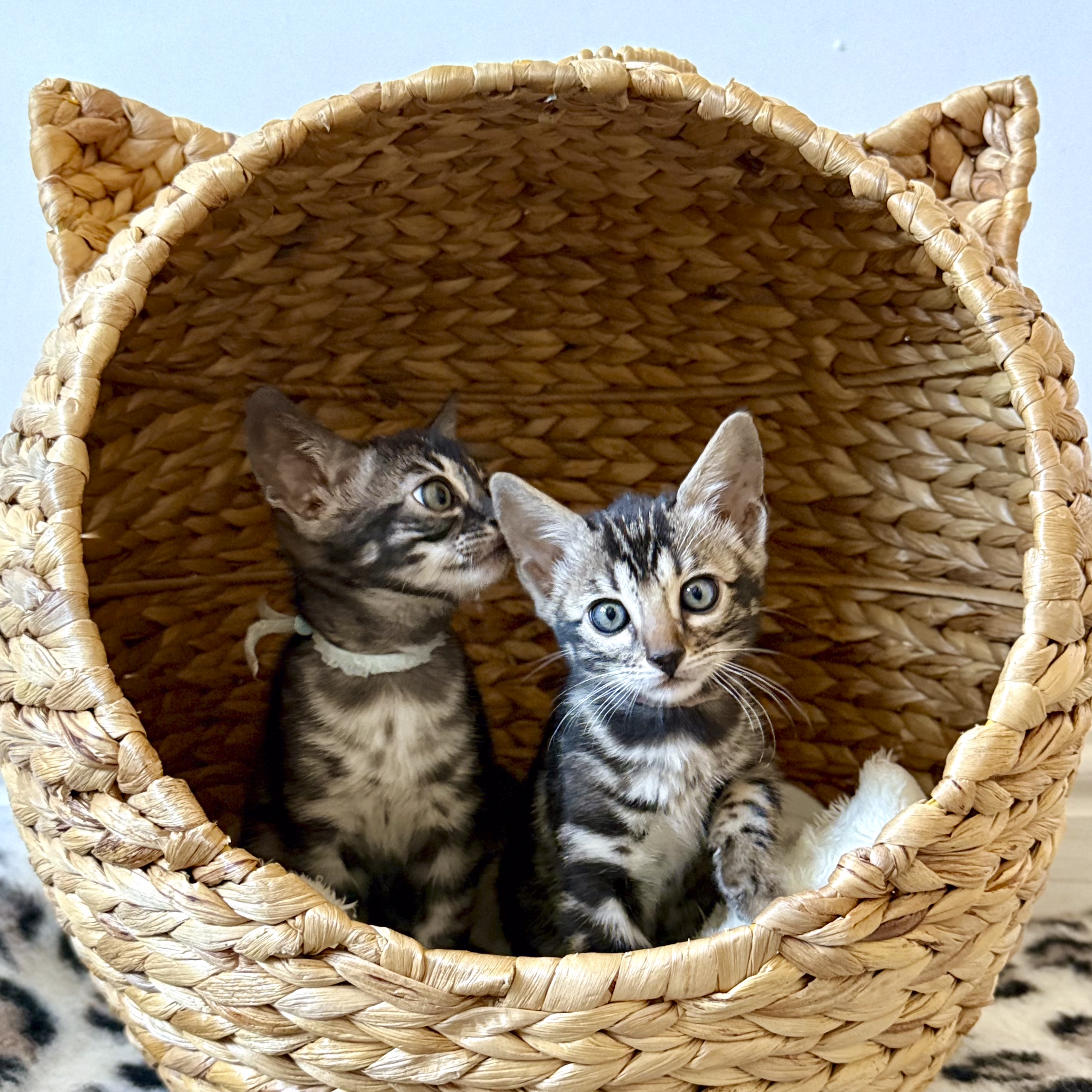 Two kittens peeking out of a woven basket with a blue background