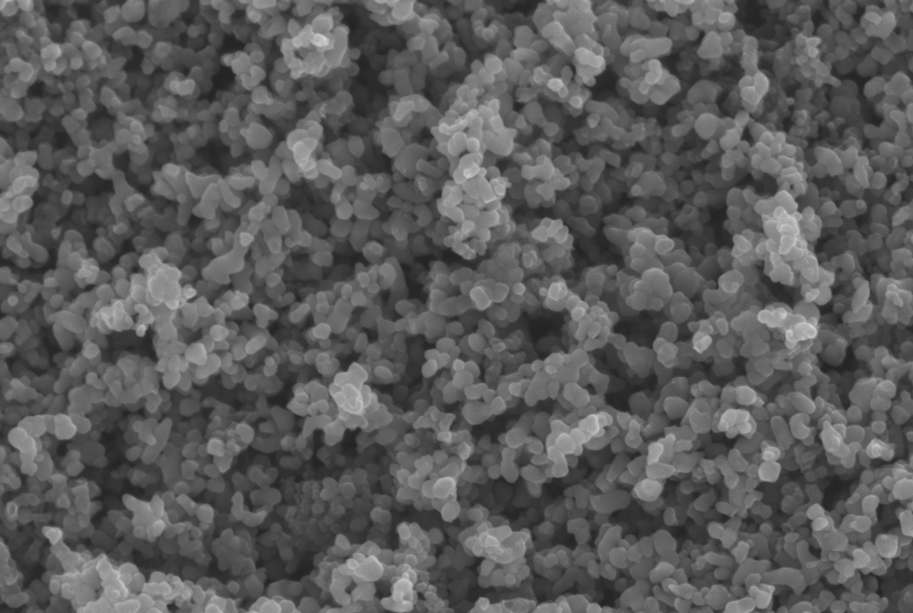 Close-up black-and-white microscopic image of pollen grains.