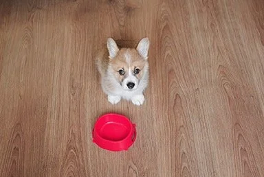 A cute dog sitting on a wooden floor with a red food bowl in front of it.