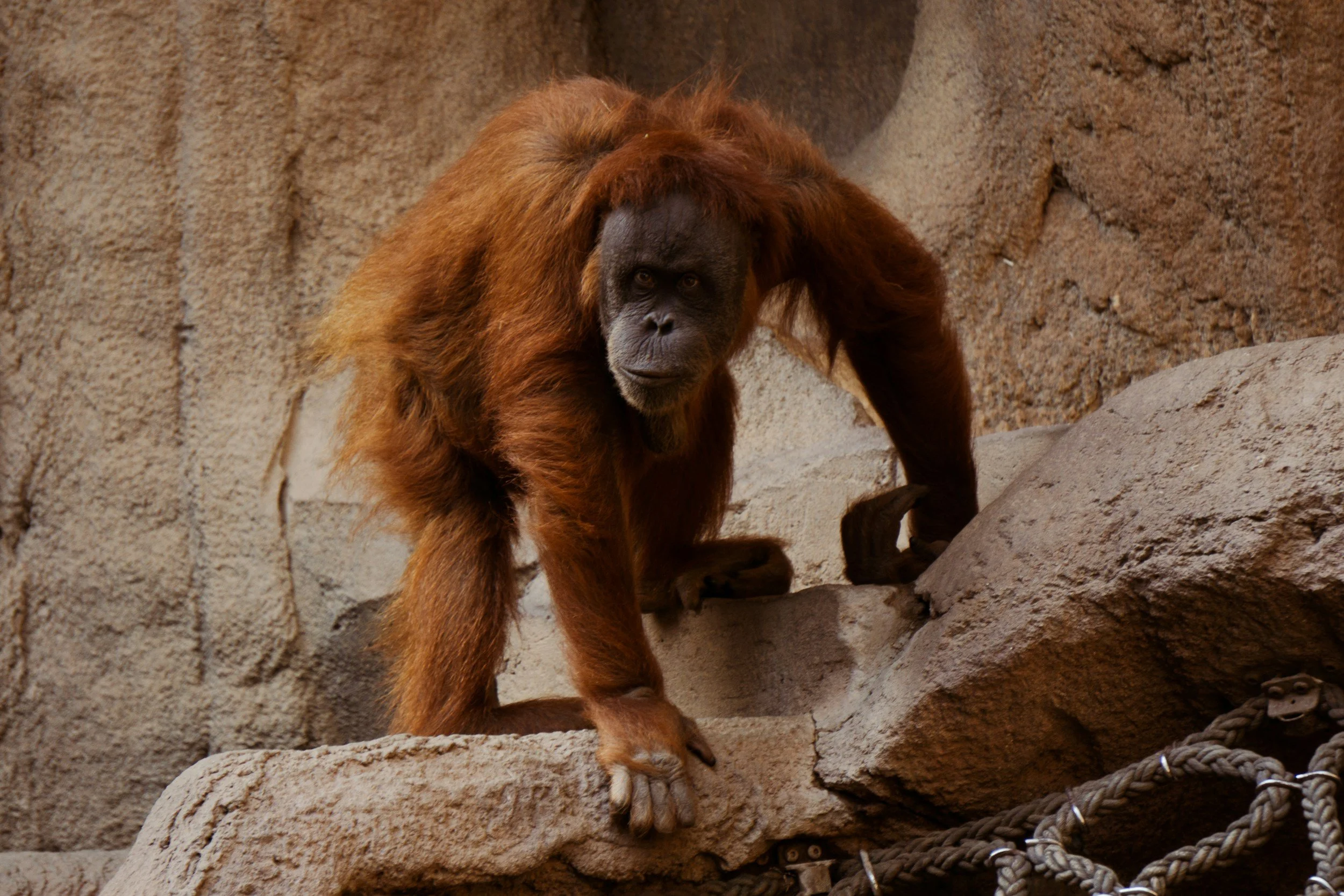 Orangutan on rocky exhibit in a zoo.