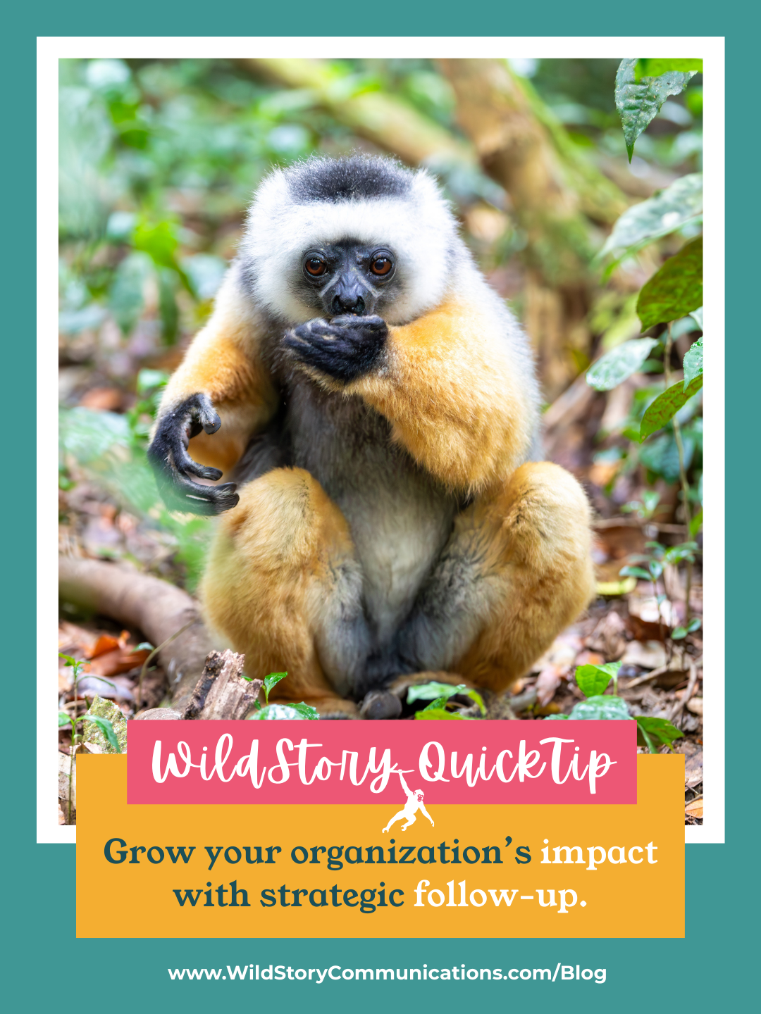 WildStory QuickTip: Grow your organization’s impact with strategic follow-up.