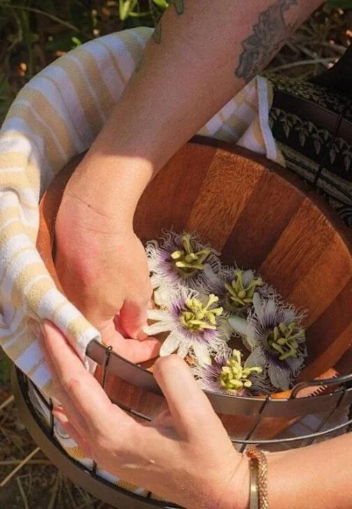 Wild Foods + Ethical Foraging Workshop 