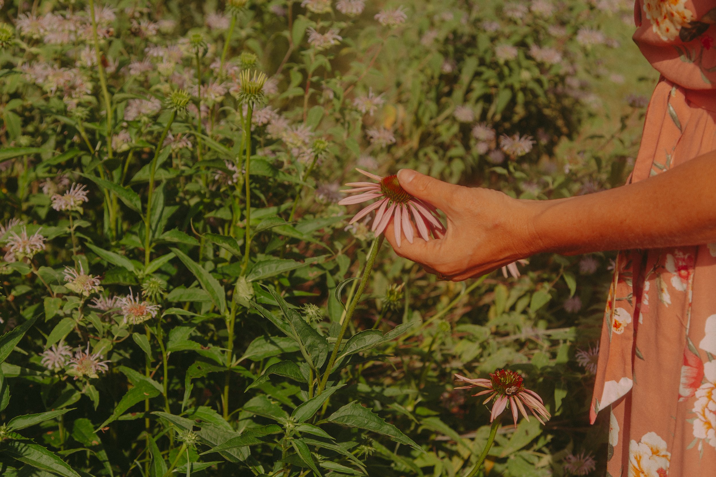 A person in a floral dress holding a pink coneflower in a garden with blooming flowers.