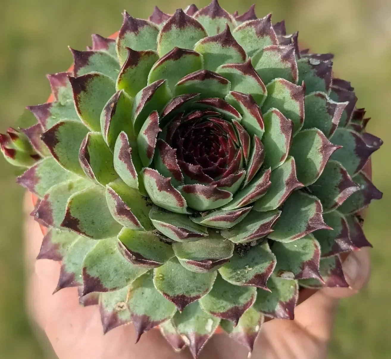 Large Houseleek in a 9cm pot