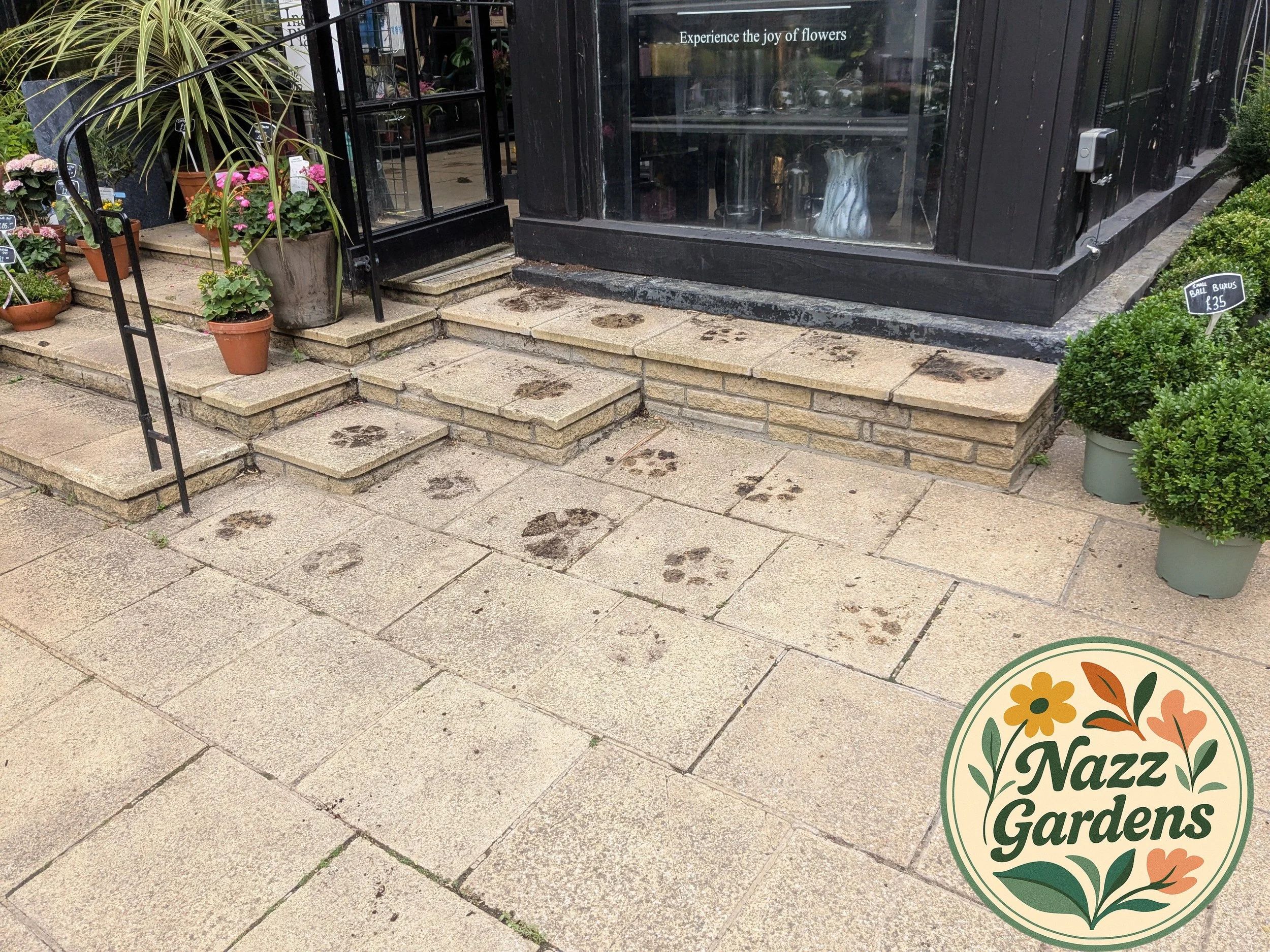 Store entrance with flower pots on steps, a glass door 