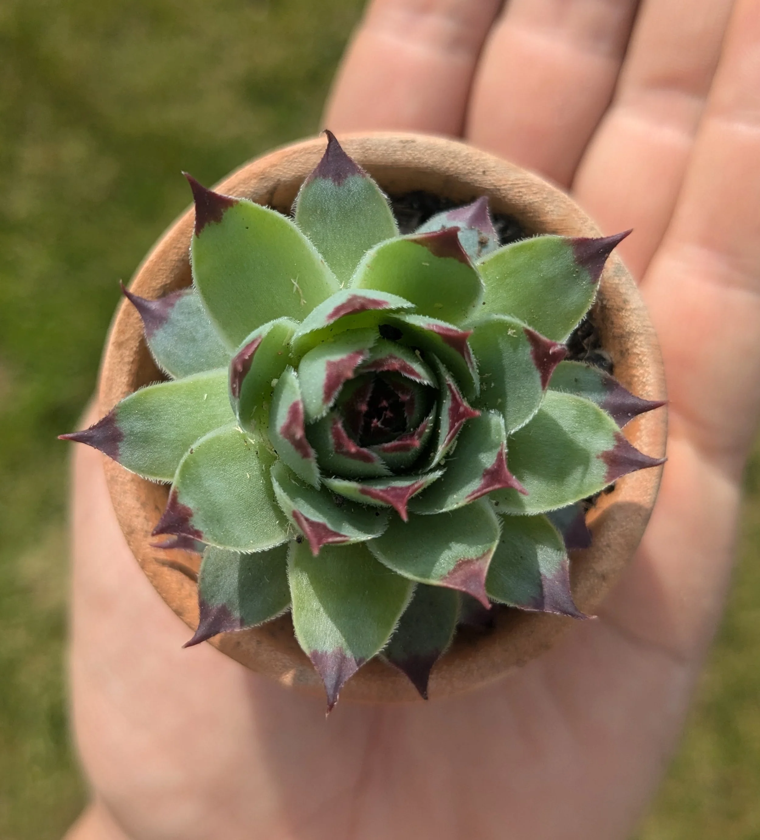 Single Houseleek in a Terracotta Pot