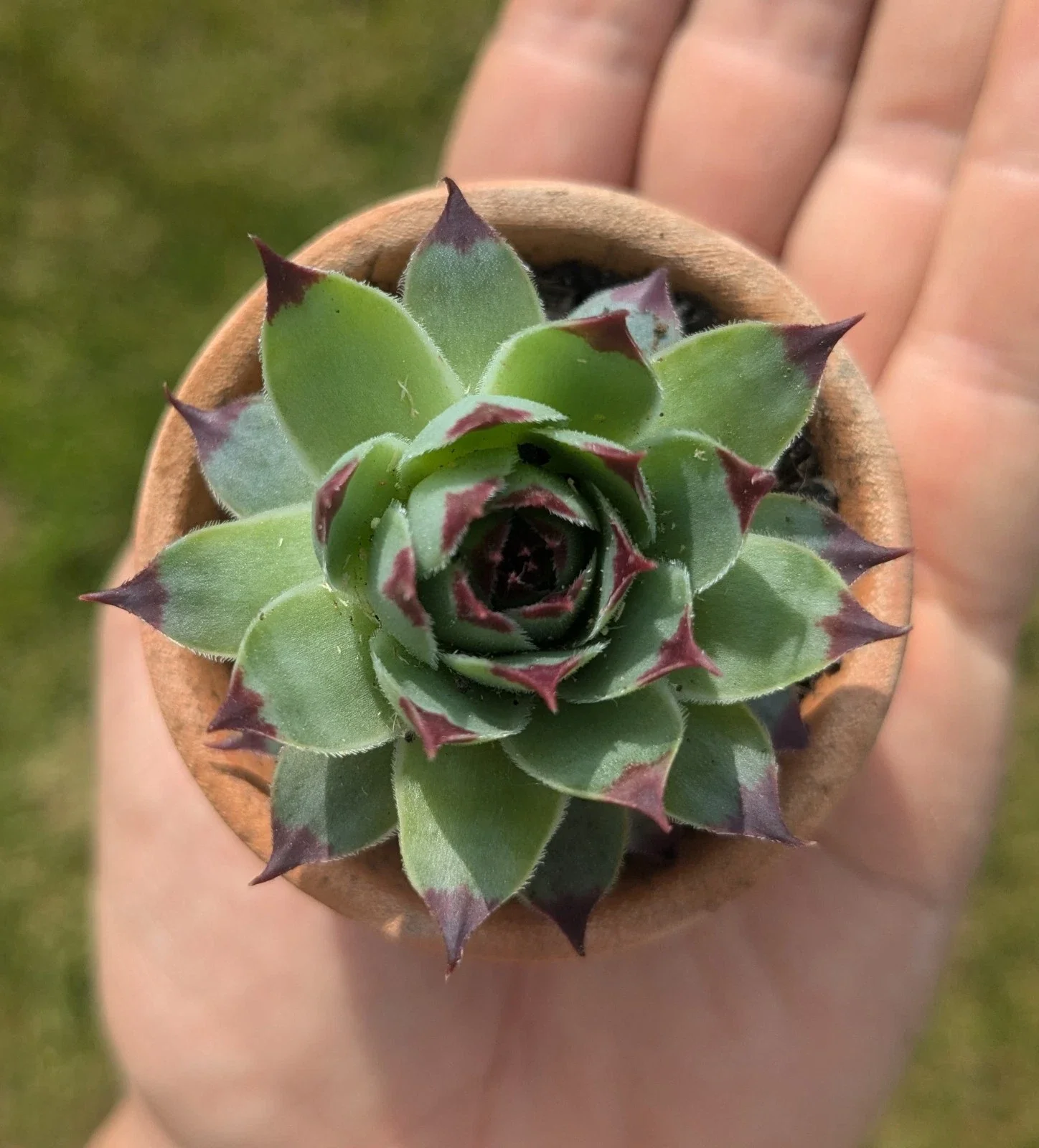 Houseleek in 5.5cm Terracotta pot
