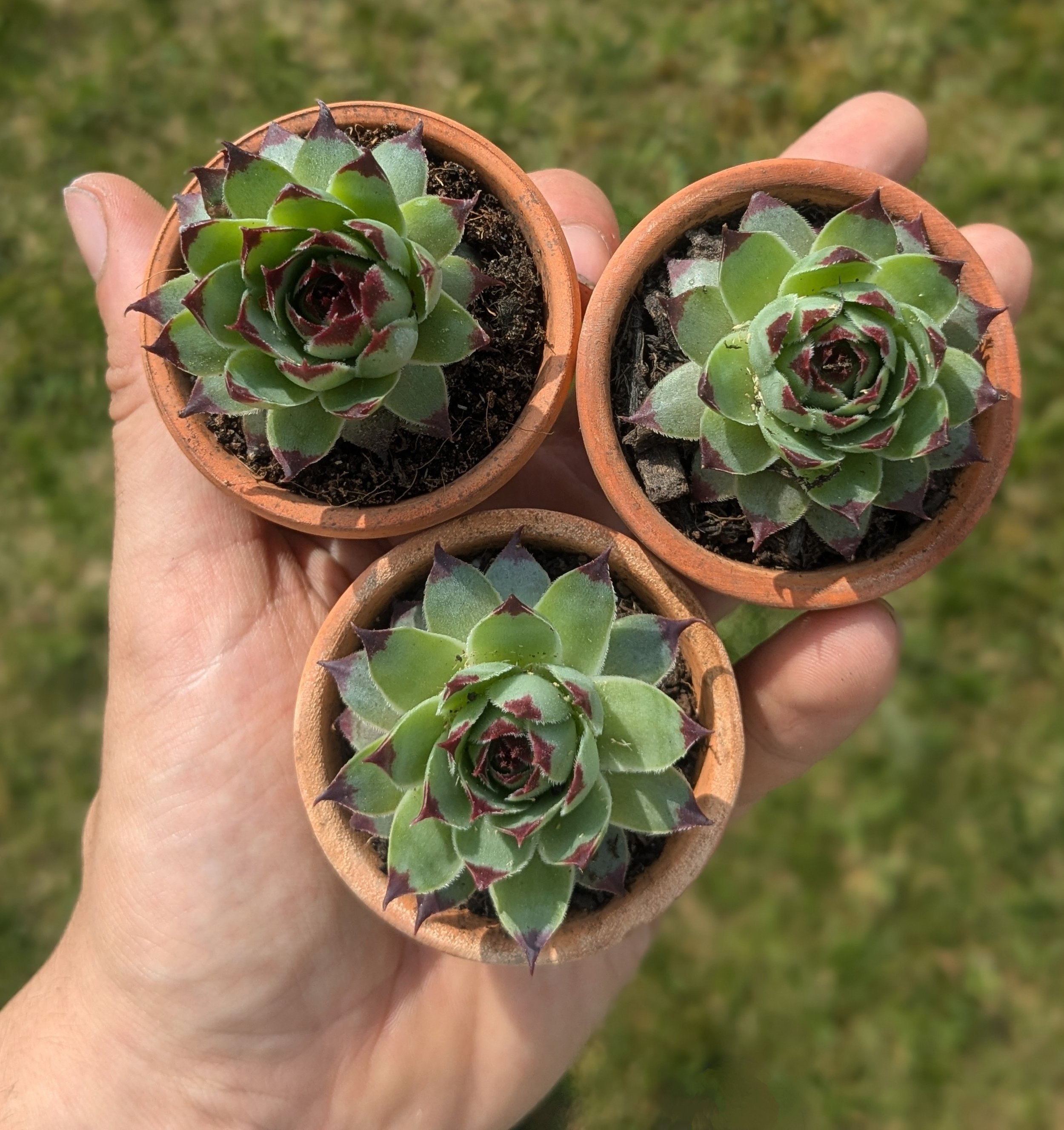 Set of 3 Houseleeks in 5.5cm Terracotta pots