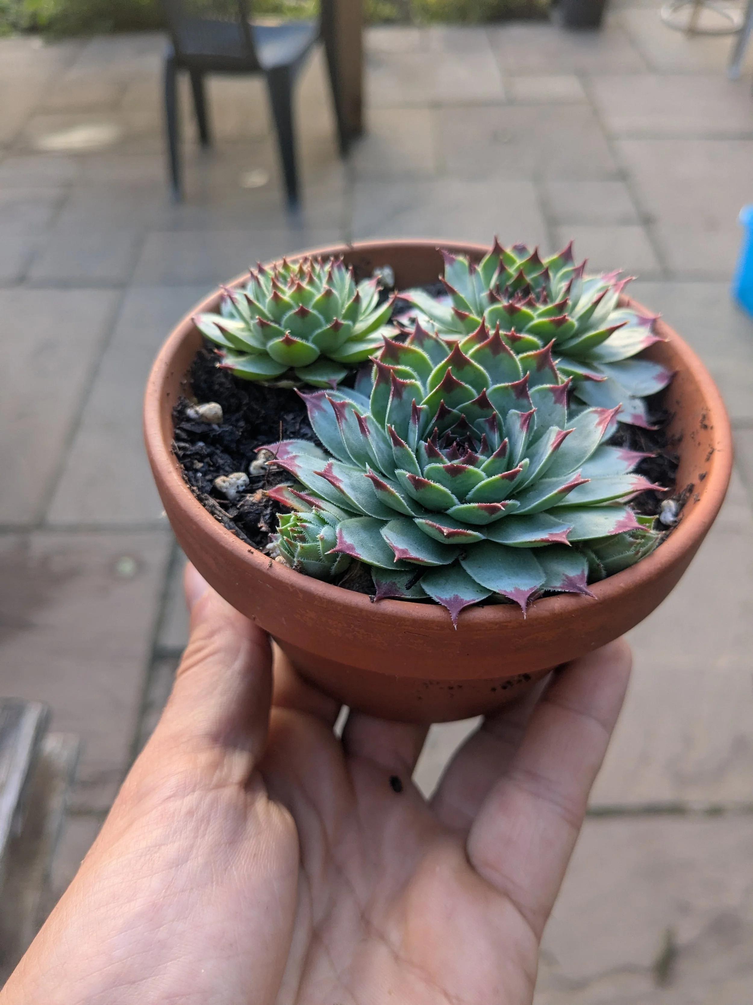 Close-up of a person's hand holding a terracotta pot with multiple green and purple succulent plants, with an outdoor patio background.