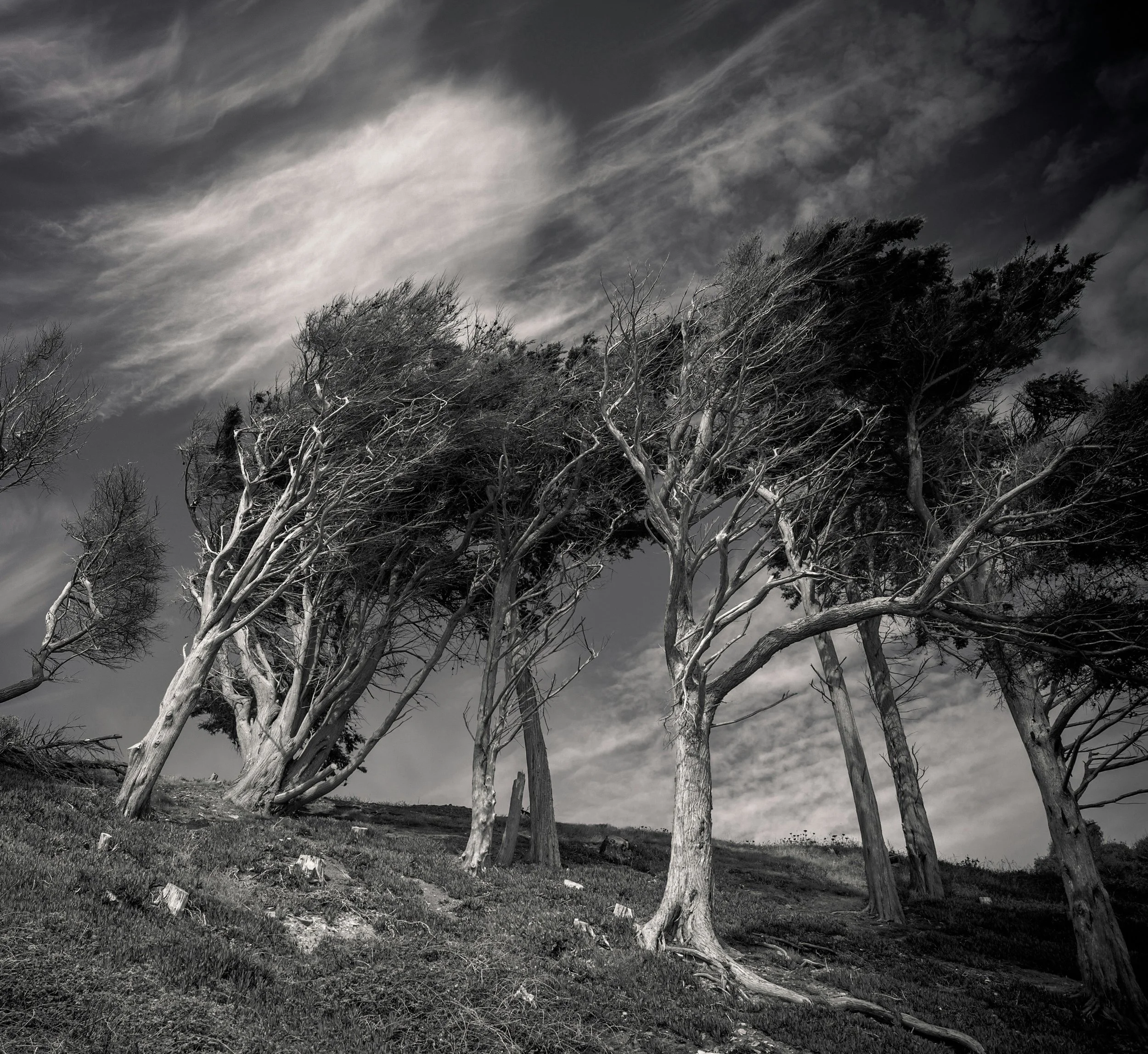 Une scène de arbres tordus dans un paysage venteux, en noir et blanc, avec un ciel orageux et nuages tourbillonnants.