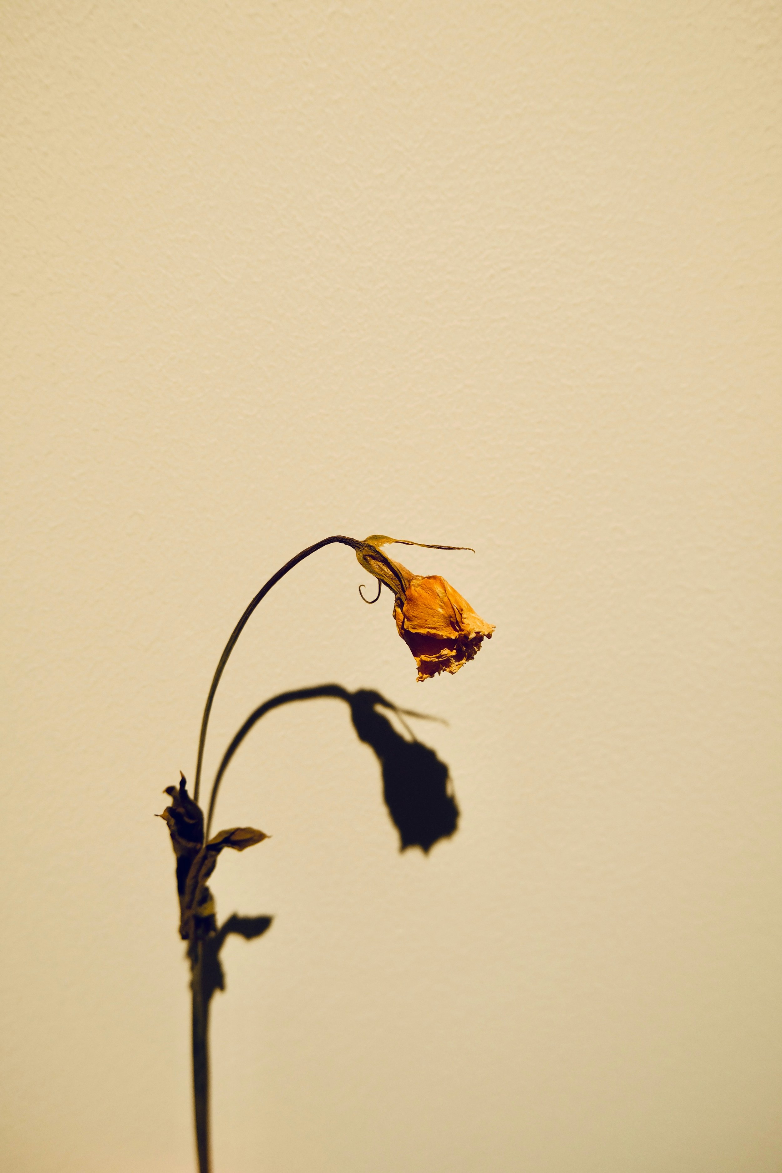 Fleur fanée jaune orangé avec son ombre sur un mur beige.