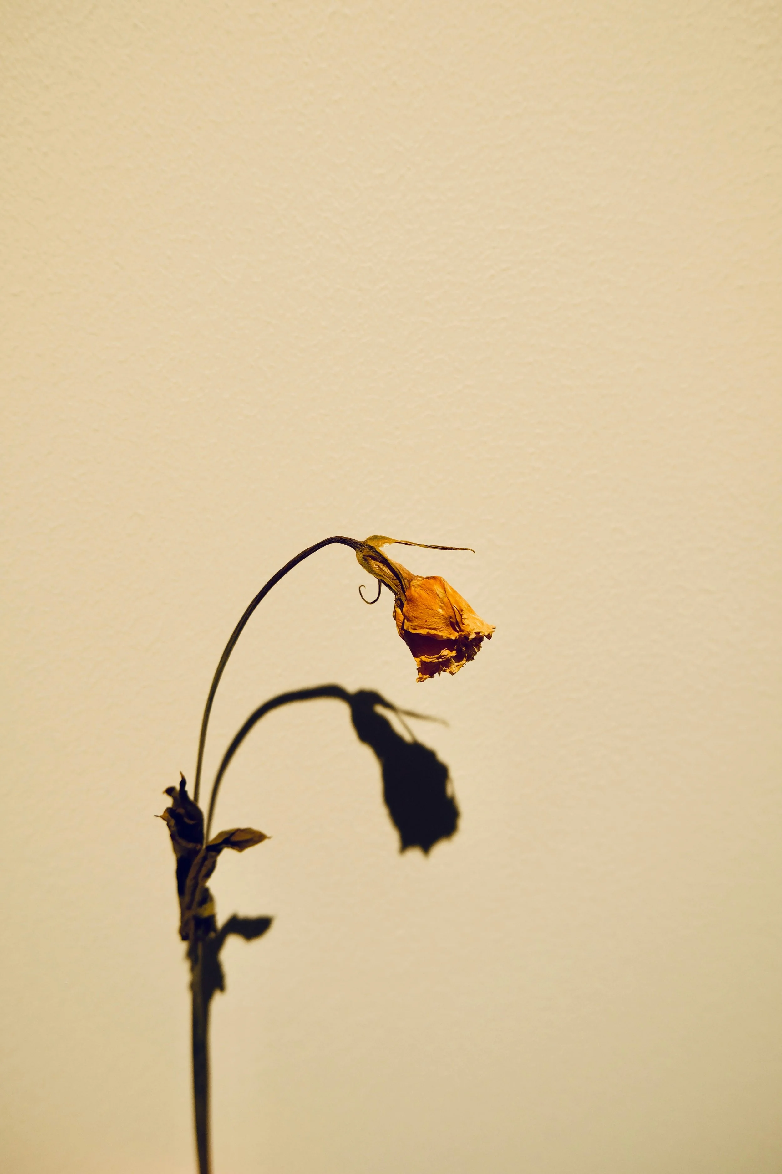 Fleur fanée jaune orangé avec son ombre sur un mur beige.