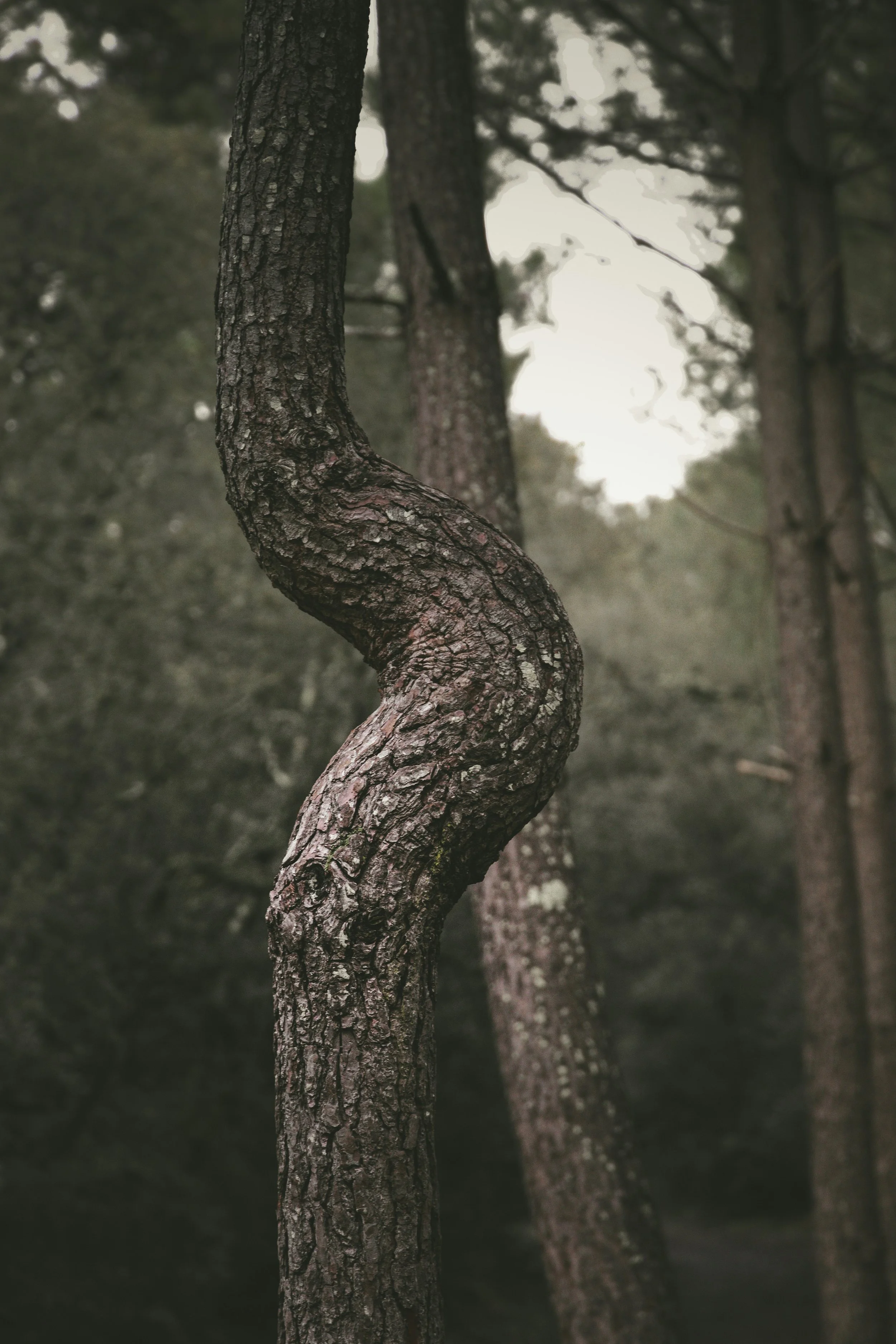 arbres rigide montrant douleurs articulaire et musculaire sur le Bassin d'Arcachon