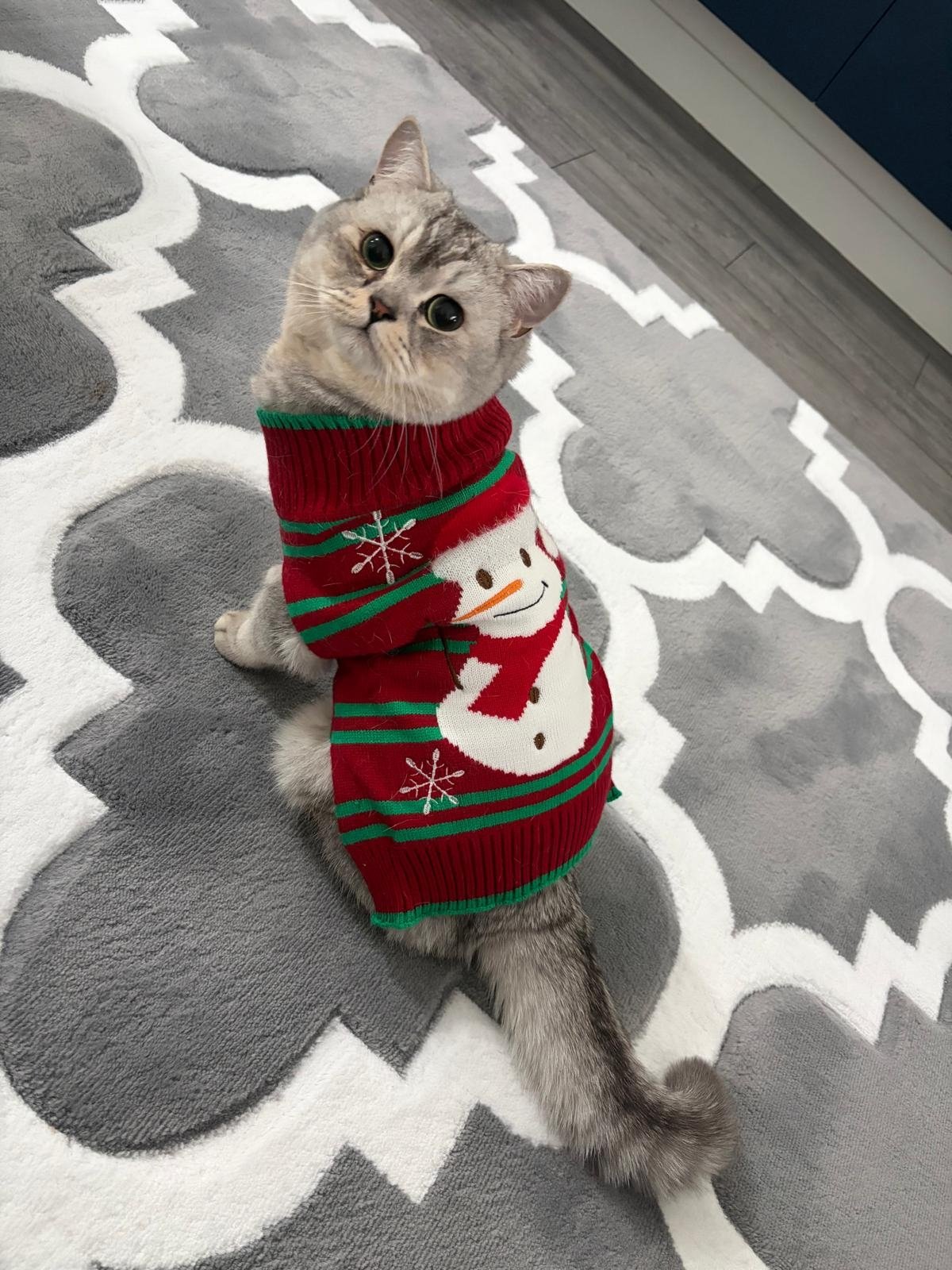 A gray cat with green eyes wearing a red Christmas sweater with a snowman design, sitting on a gray and white patterned rug.