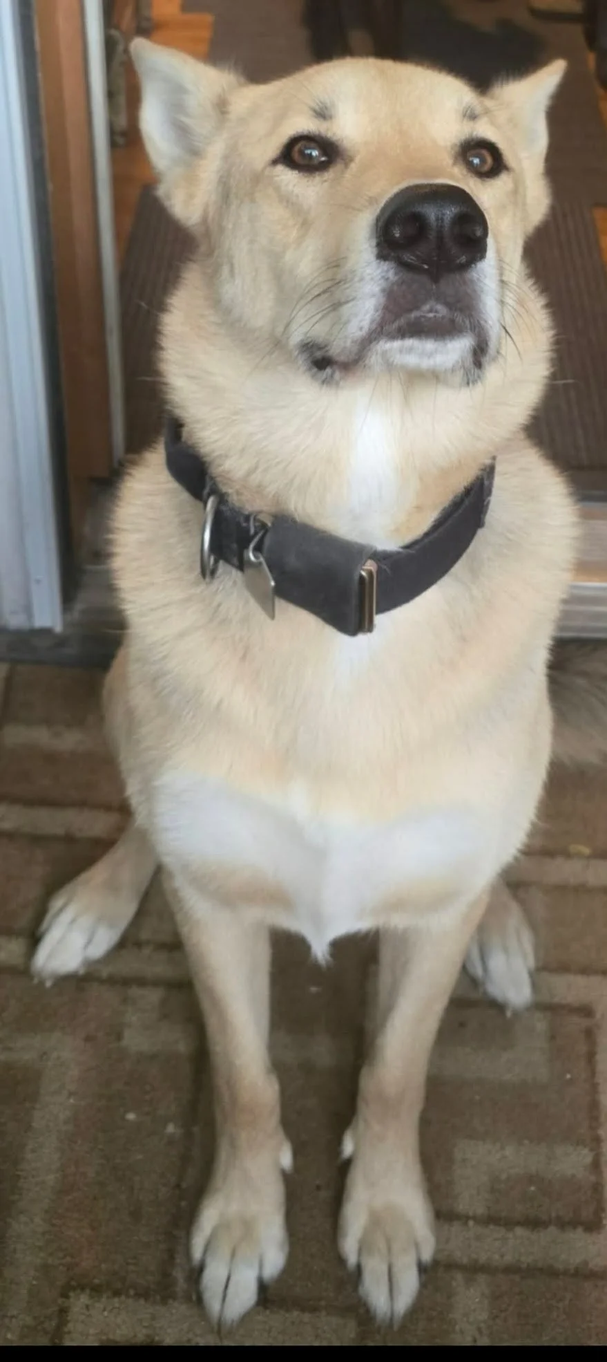 A tan and white dog with a black collar sitting on a wooden floor, looking at the camera.