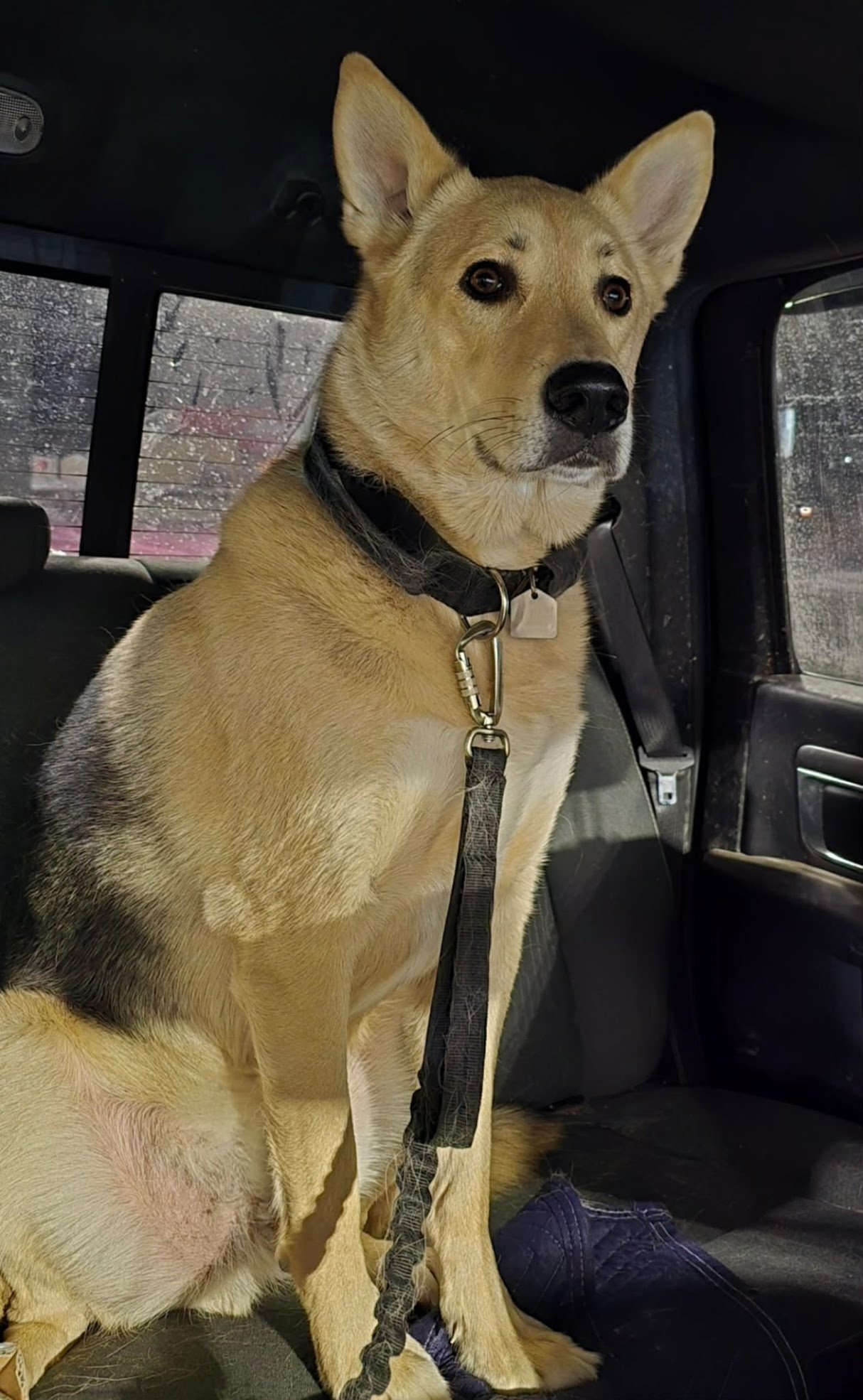 A tan and black dog with large ears sitting inside a vehicle, looking out the window on a rainy day.