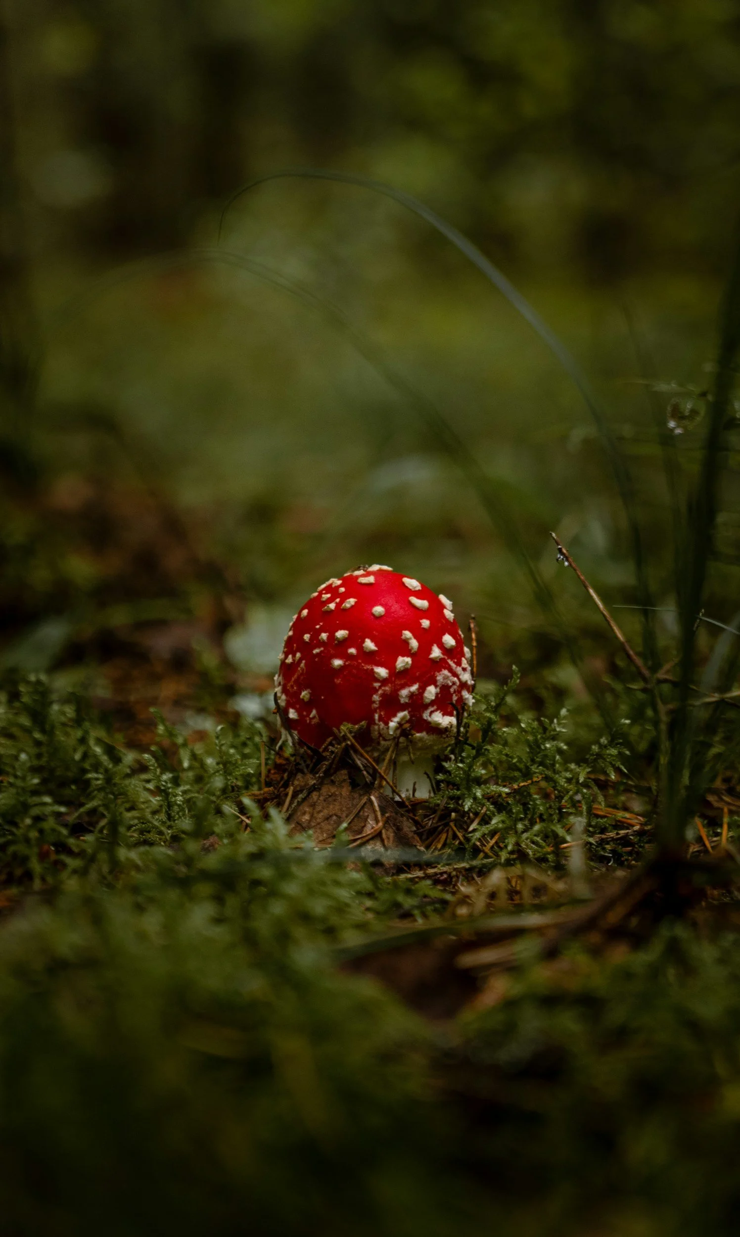 A red mushroom with white spots, known as a fly agaric, growing on the forest floor surrounded by green moss and grass.