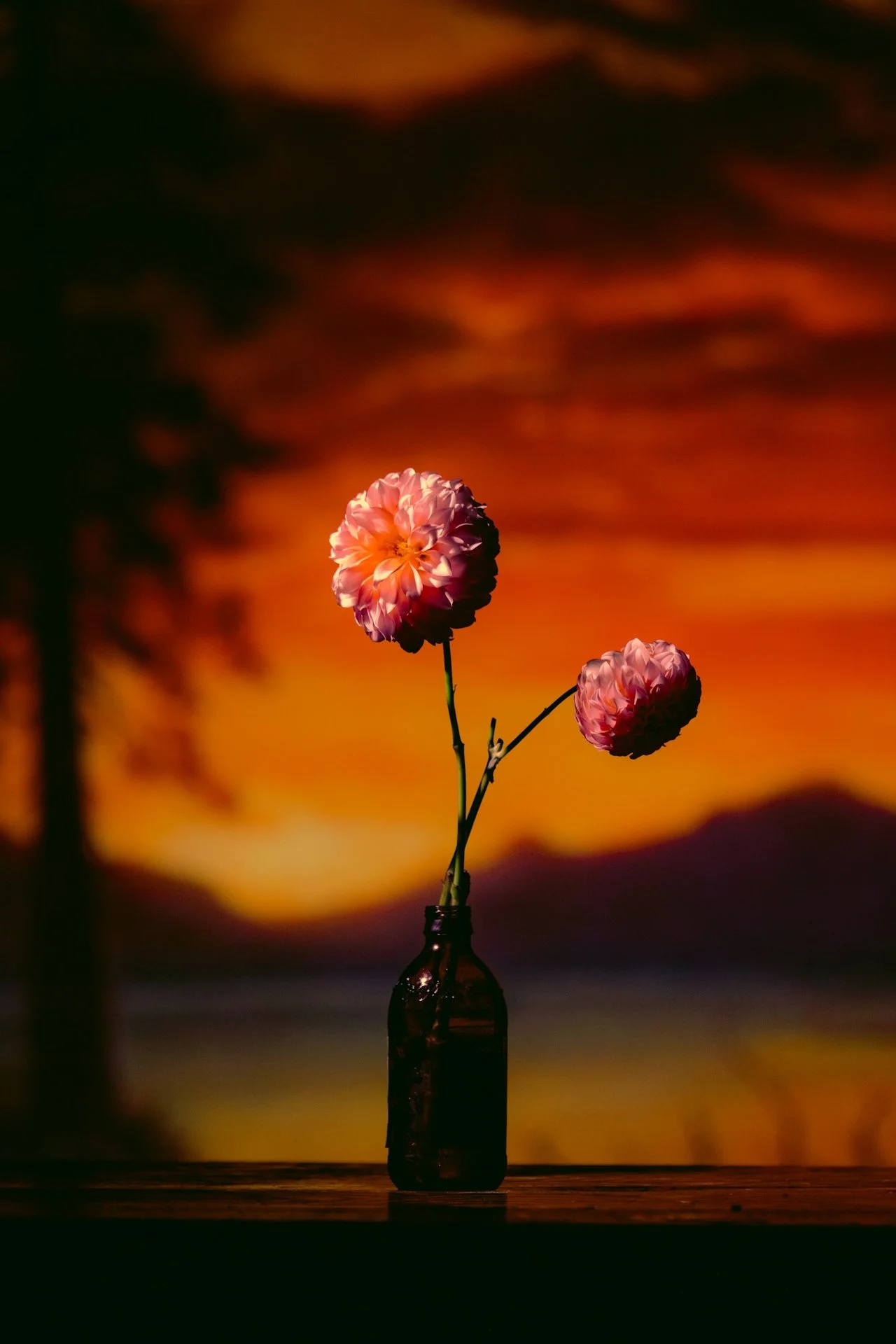 Two pink carnations in a small dark bottle against a vibrant orange and red sunset sky with blurred clouds and silhouette of trees and mountains.