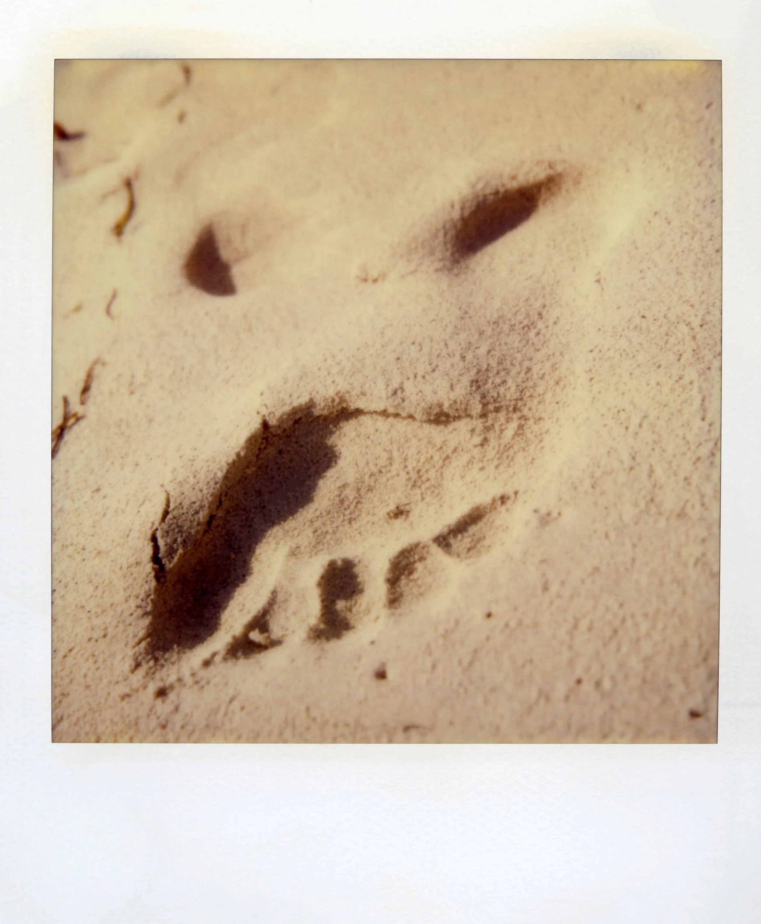 SX70_Sandybeach172.jpg
