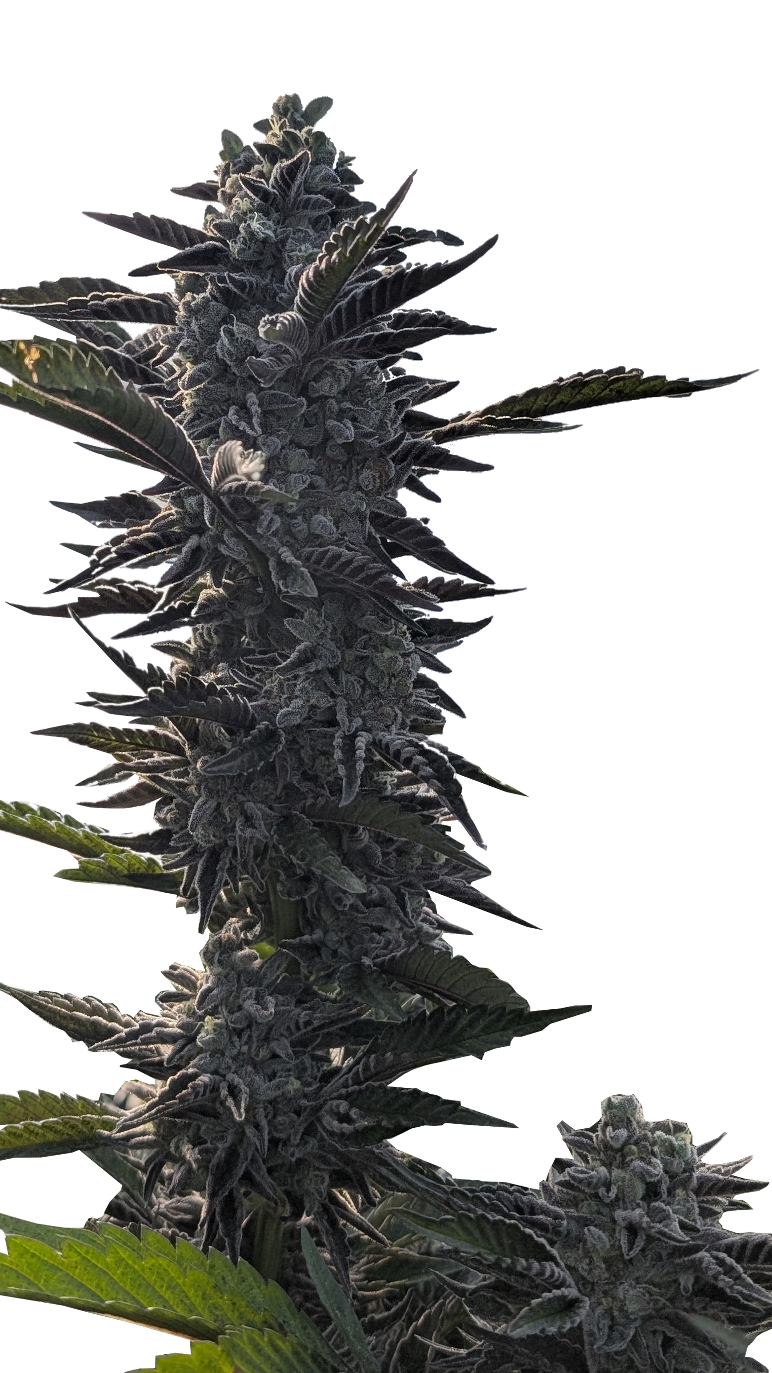 Highline Nursery's Ice cream cake x Gush mints #65 cannabis strain. Close-up of a flowering cannabis plant with dense buds and pointed leaves.
