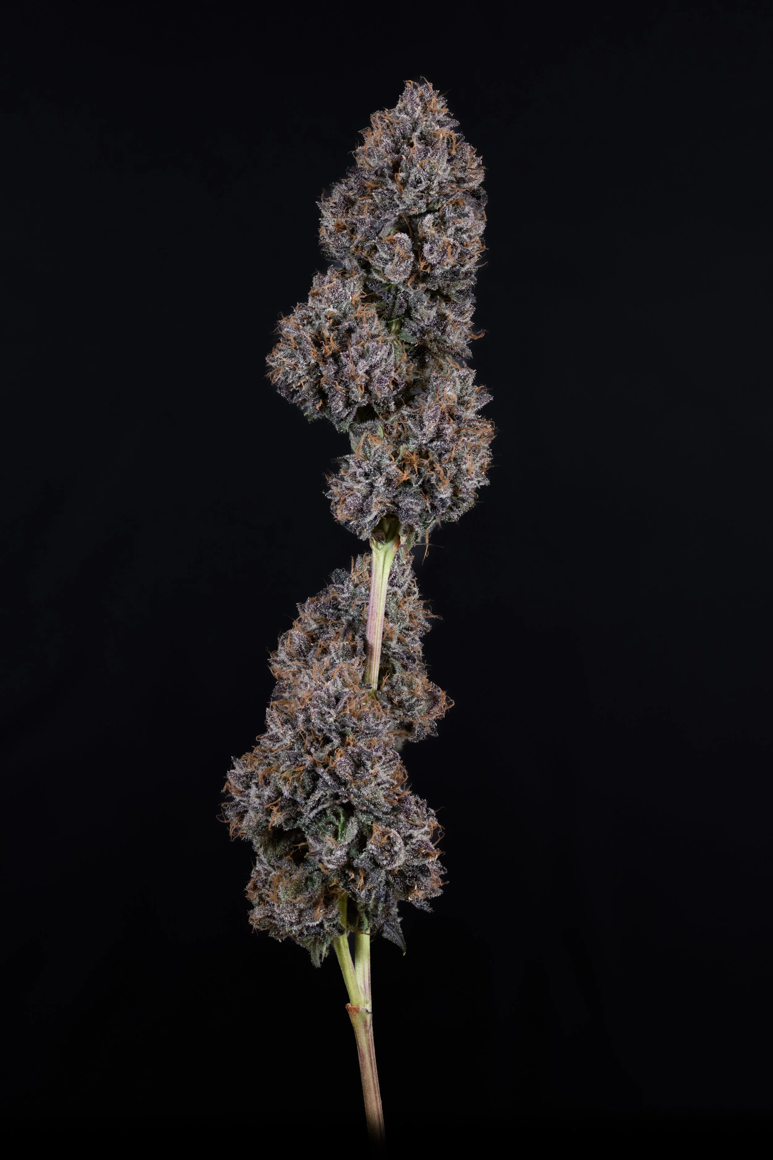 Highline Nursery's cannabis strain Grape Runtz. in partnership with sticky puss cannabis. Close-up of a purple cannabis flower with dense buds and orange hairs against a black background.